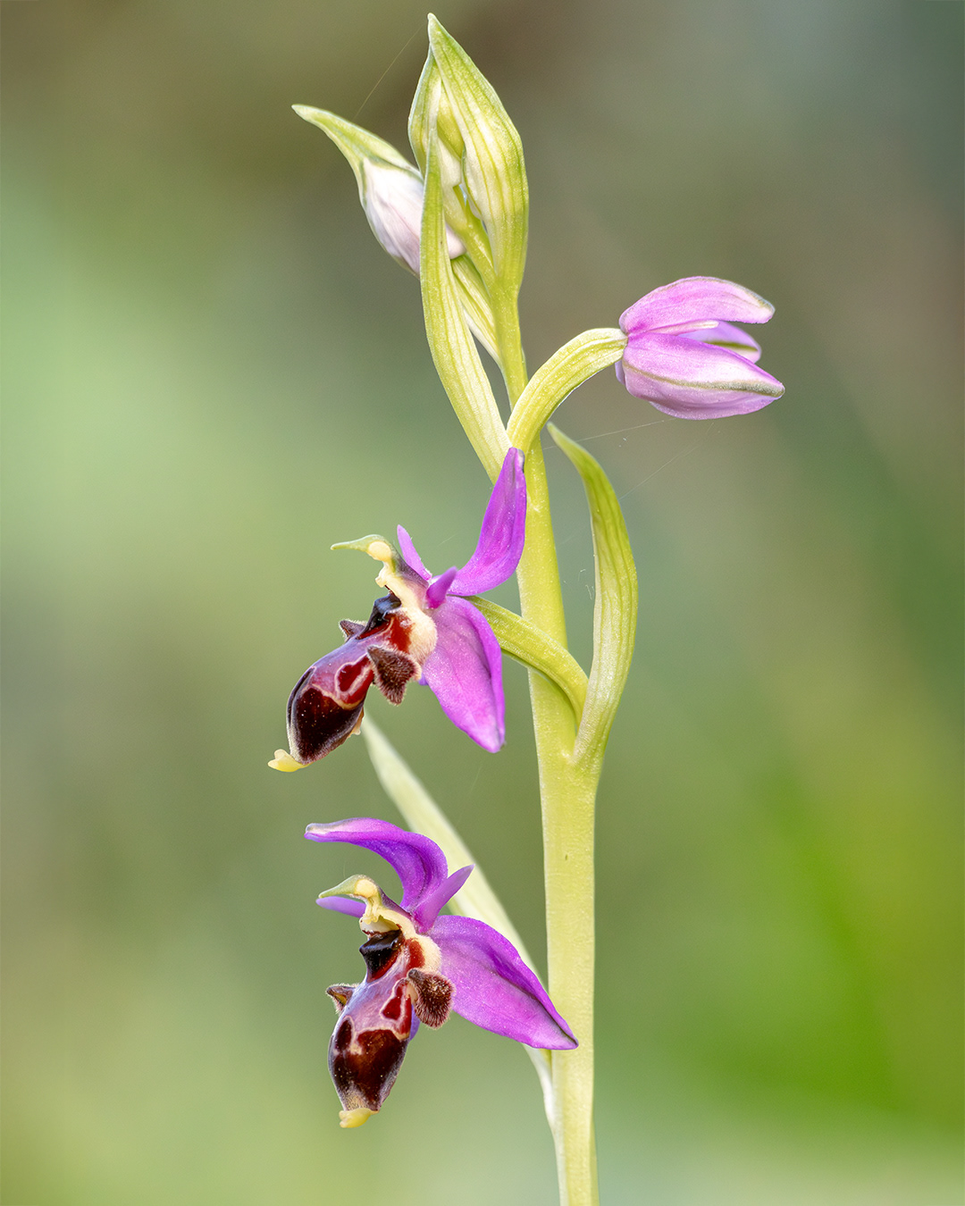 Ophrys scolopax