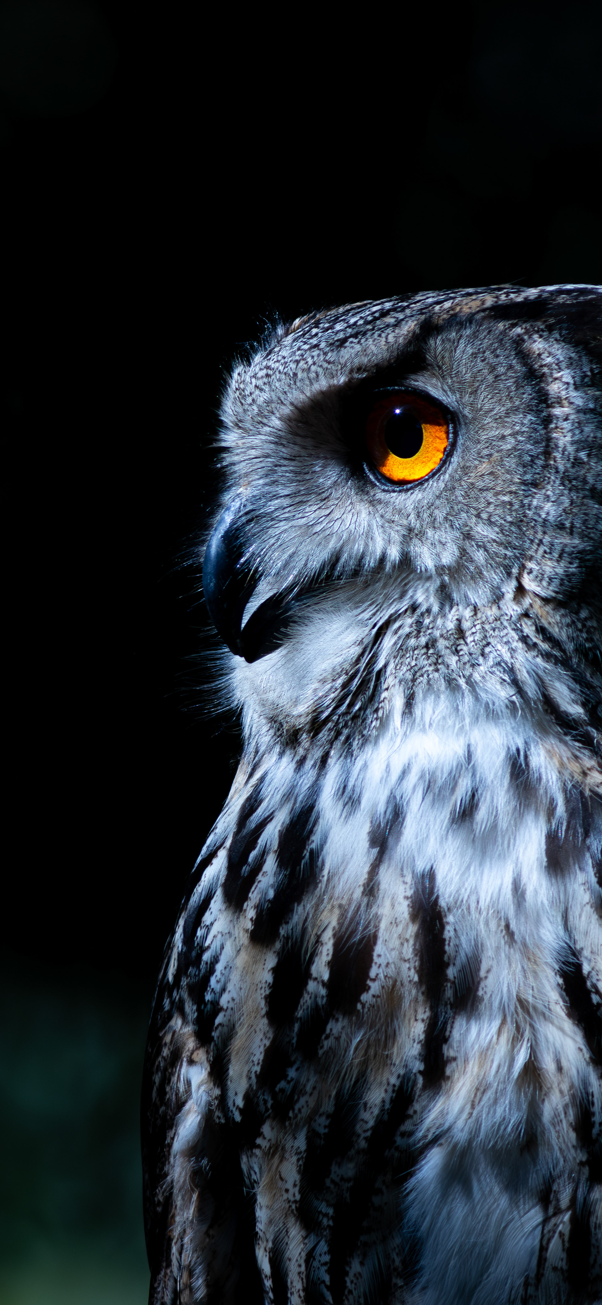 Búho real (Bubo bubo)