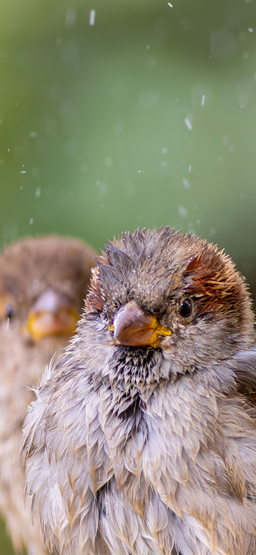 Gorrión común (Passer domesticus)