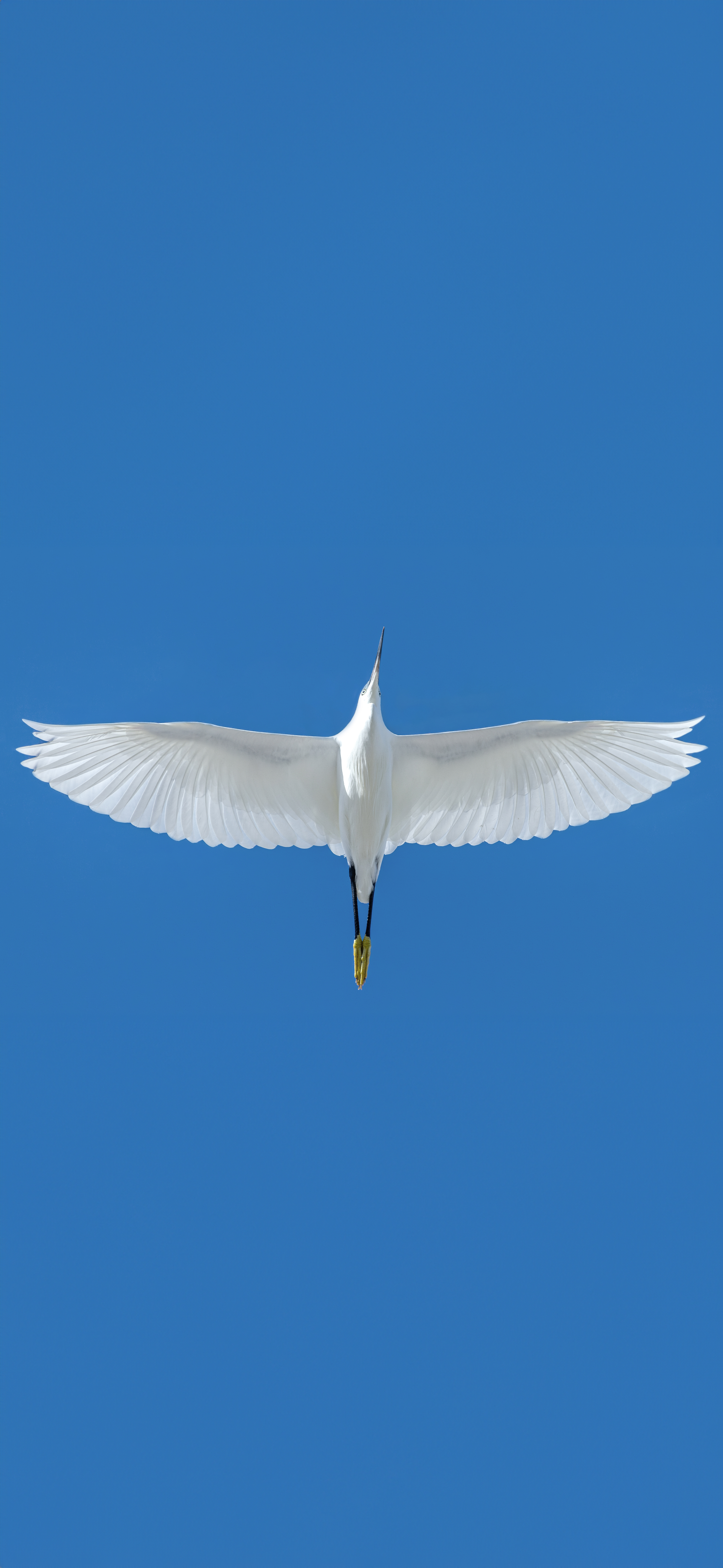 Garceta común (Egretta garzetta)