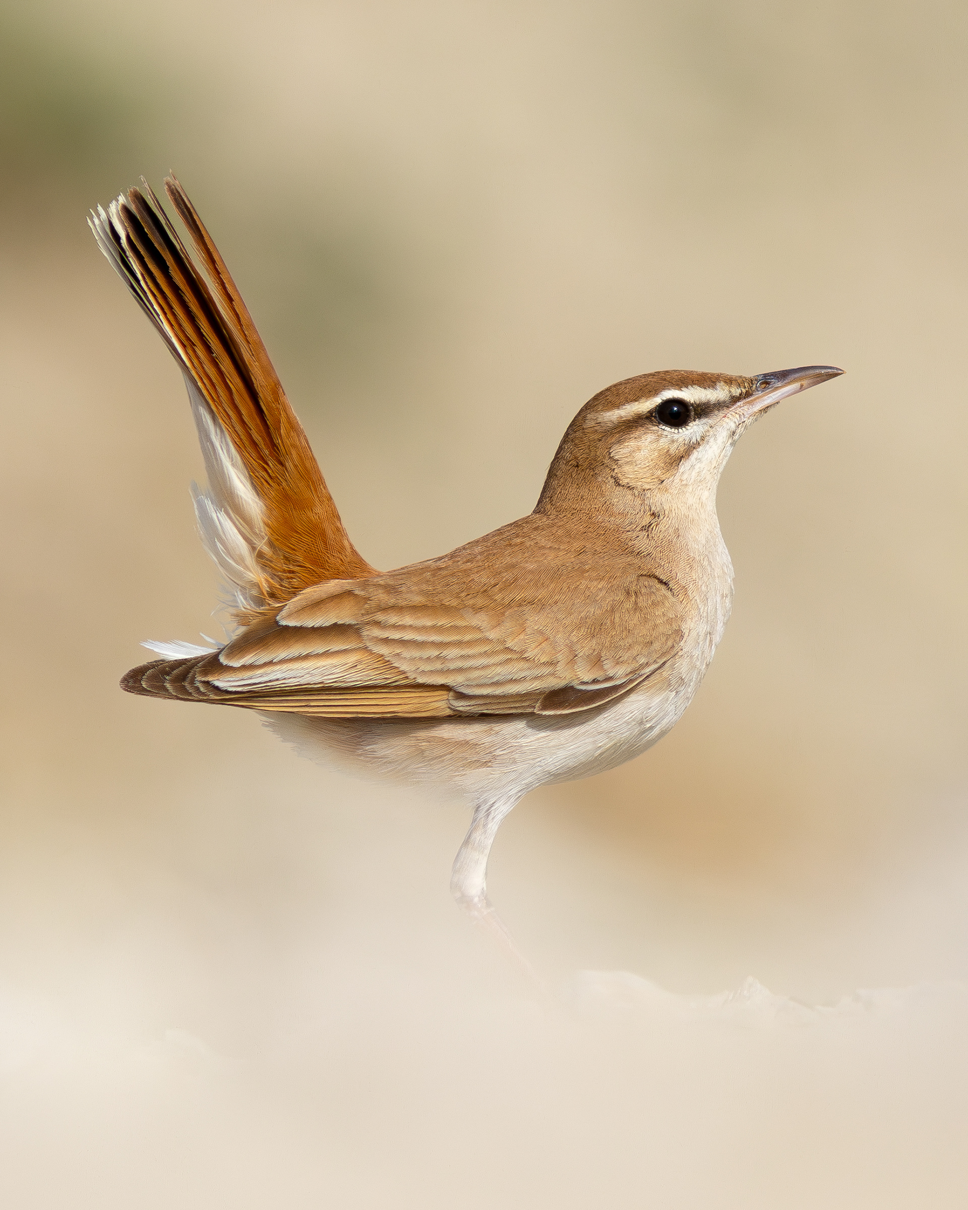 Alzacola rojizo (Cercotrichas galactotes)