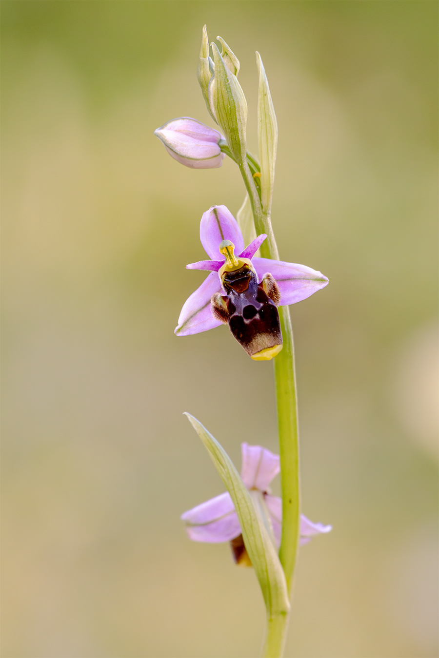 Ophrys scolopax