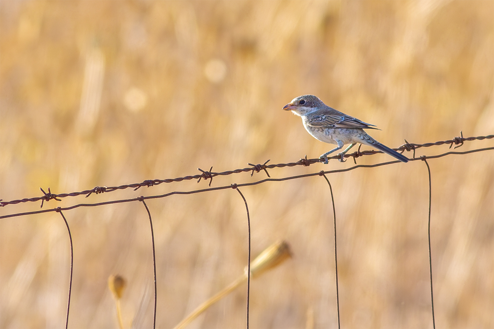 Alcaudón común (Lanius senator)