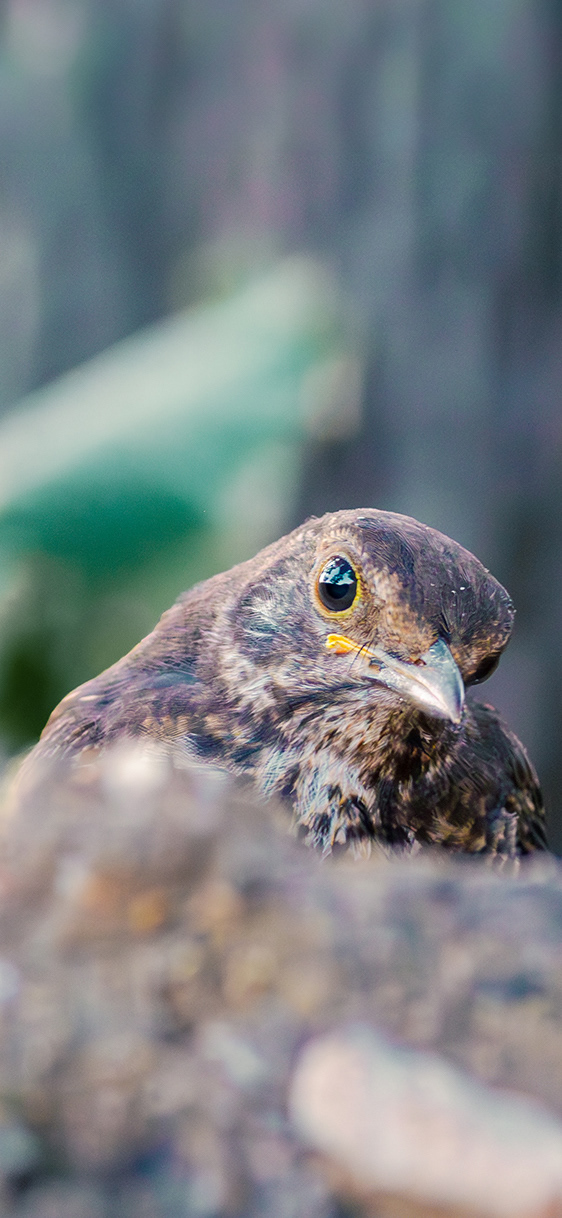Mirlo común (Turdus merula)