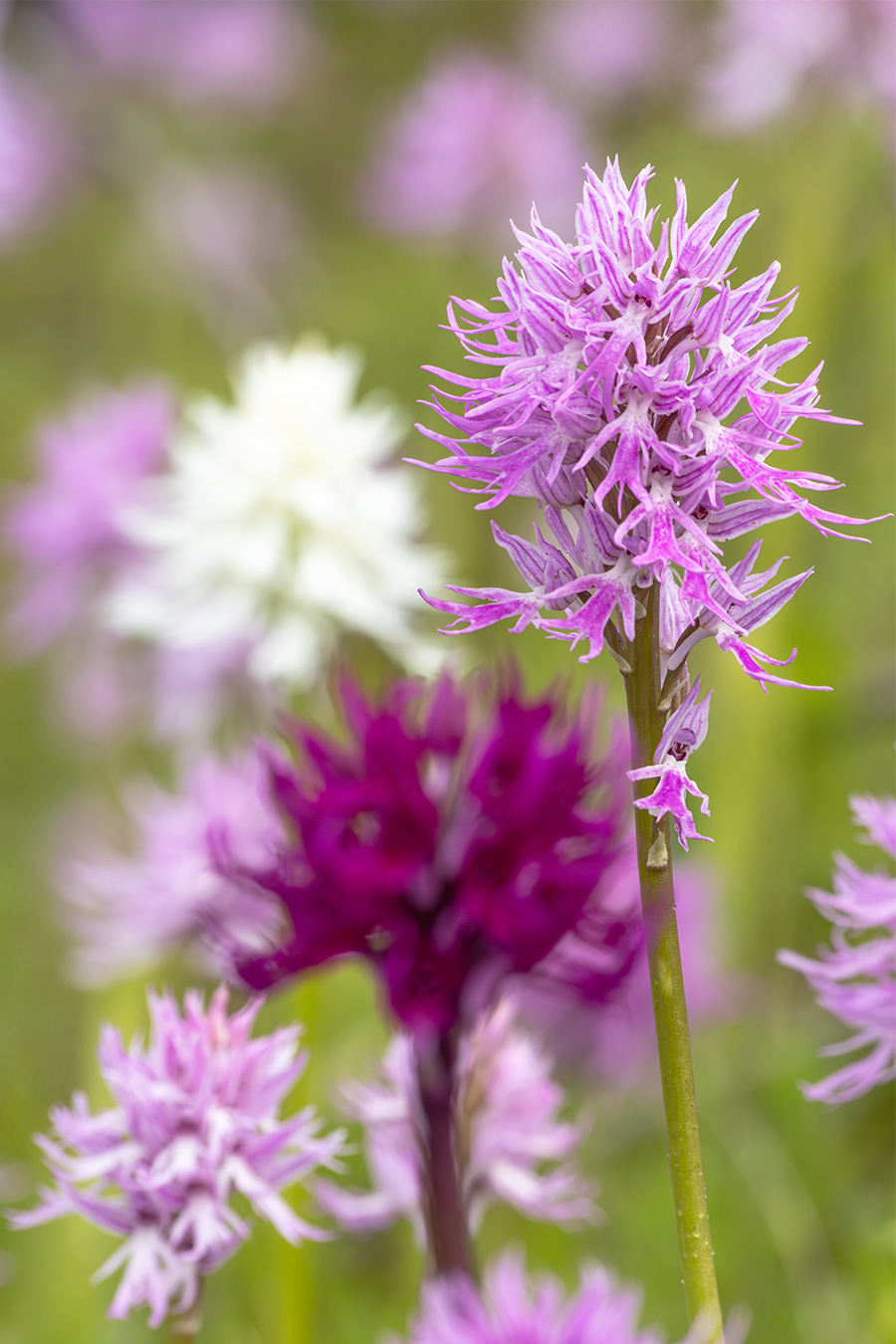 Orchis italica 