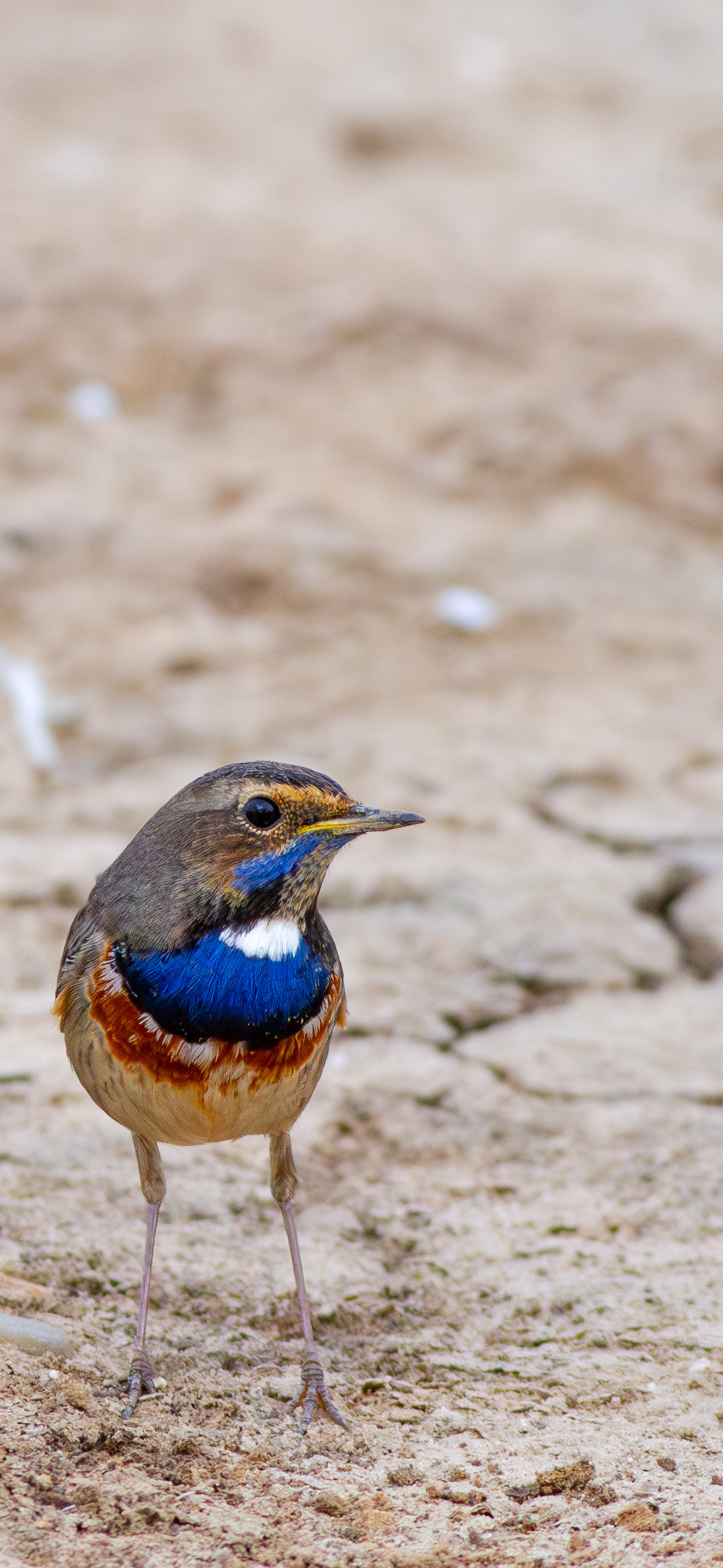 Ruiseñor pechiazul (Luscinia svecica)