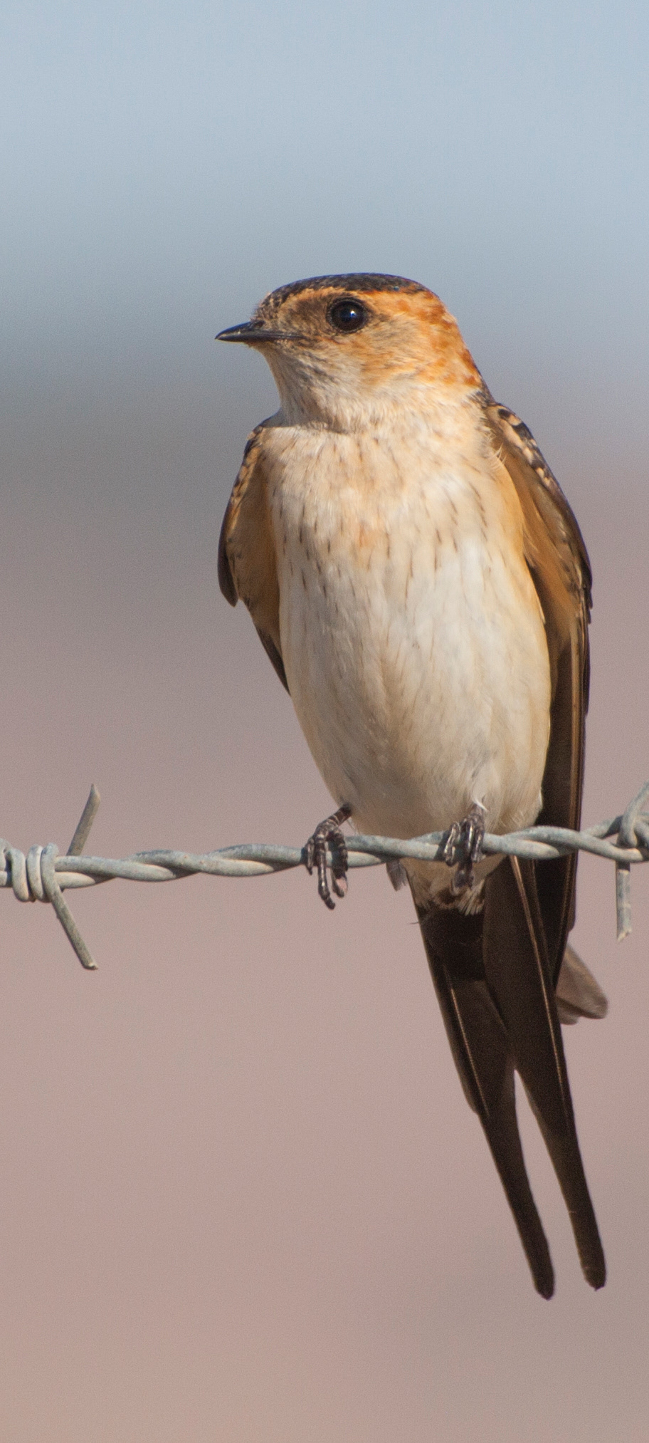 Golondrina dáurica (Cecropis daurica)