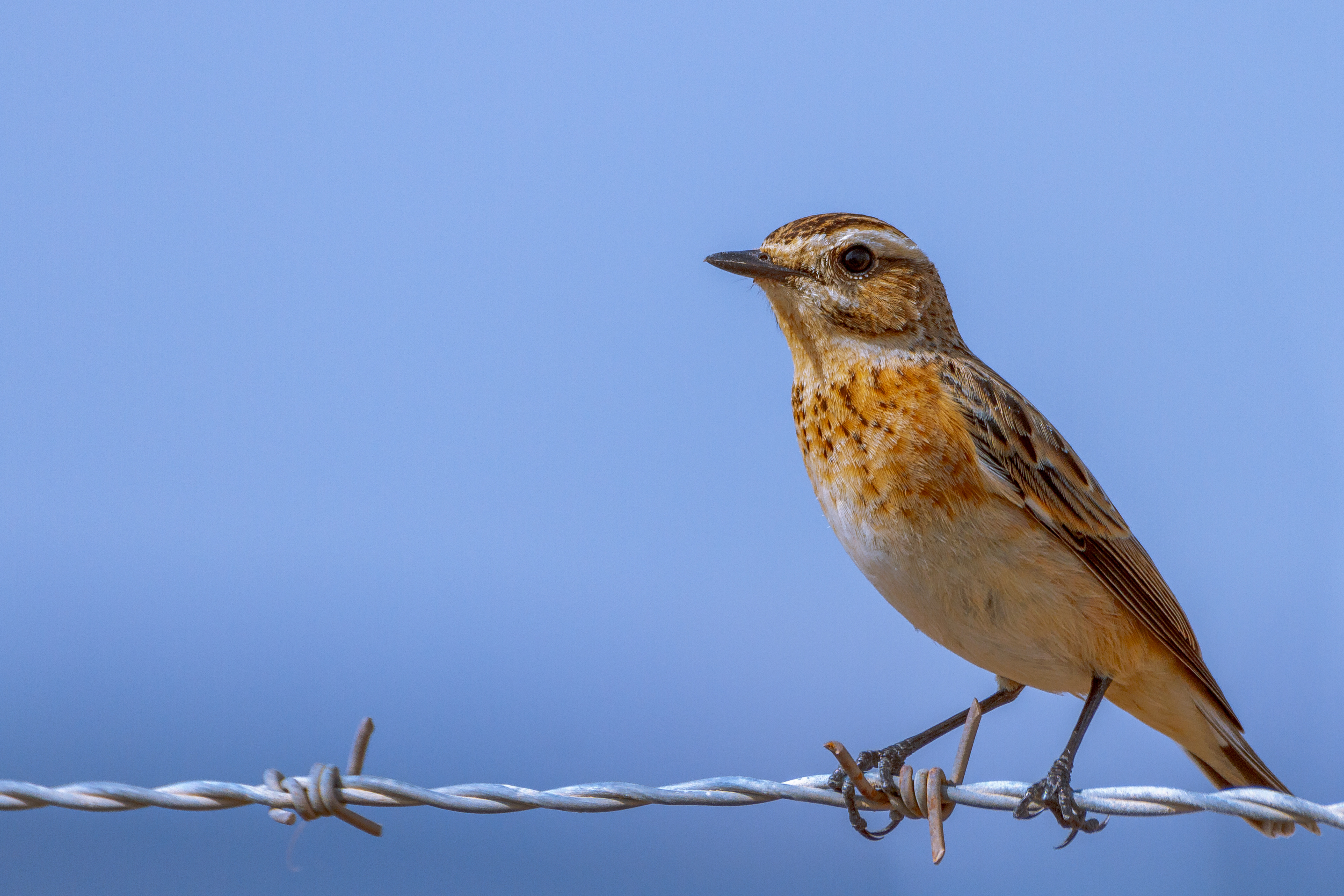 Tarabilla norteña (Saxicola rubetra)