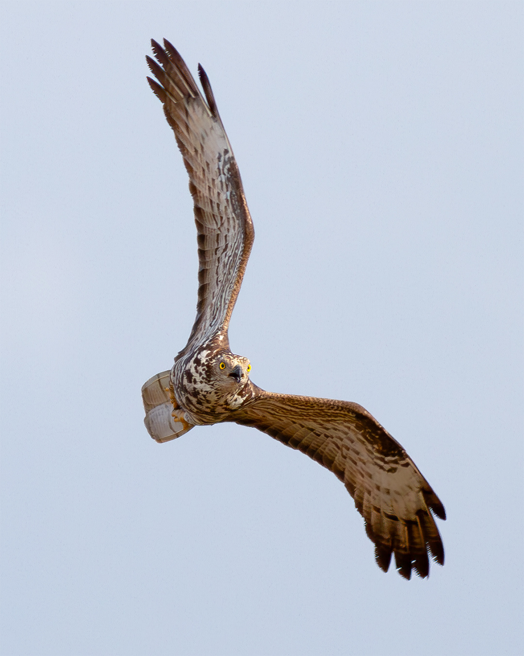 Abejero europeo (Pernis apivorus)