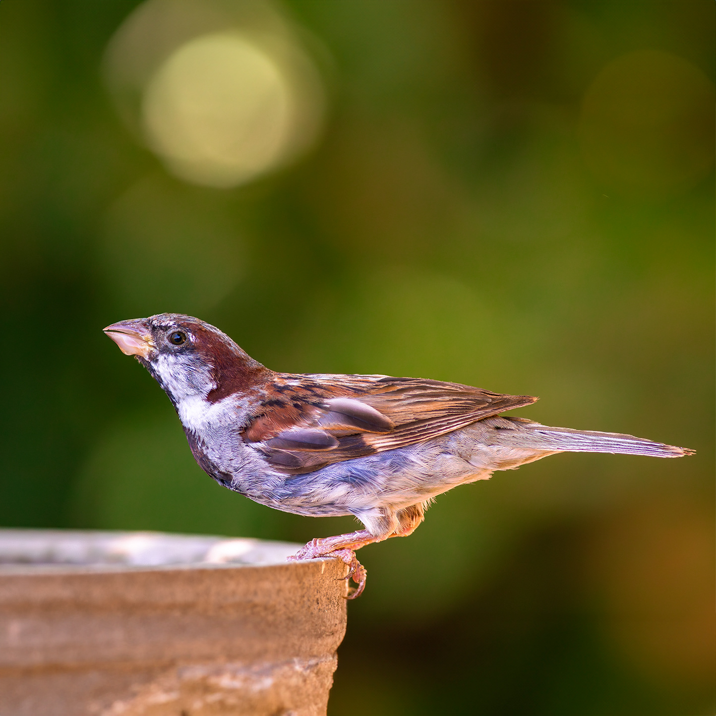 Gorrión común (Passer domesticus)