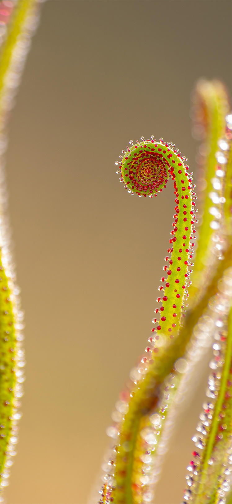 Atrapamoscas (Drosophyllum lusitanicum)