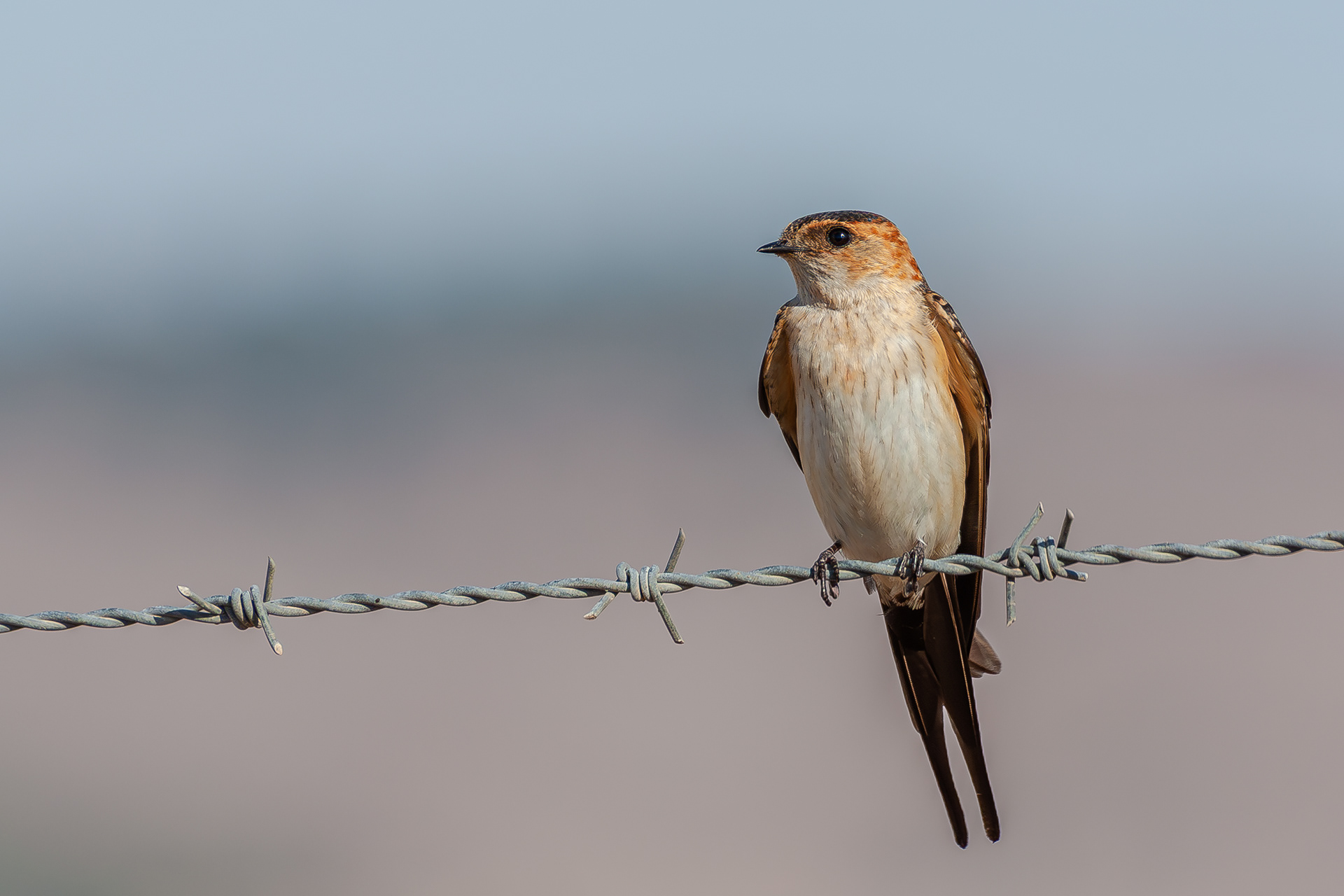 Golondrina dáurica (Cecropis daurica)
