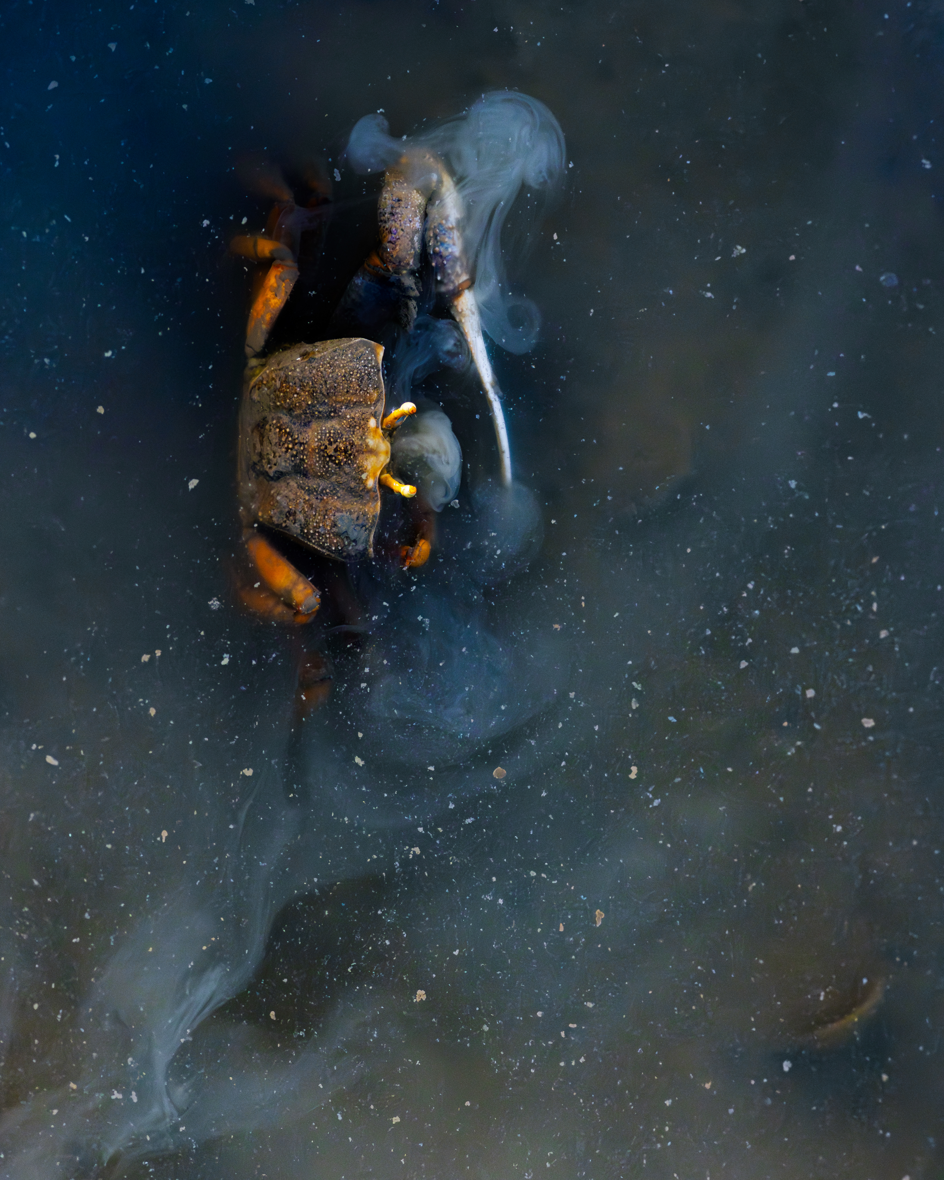 Cangrejo violinista (Uca tangeri)