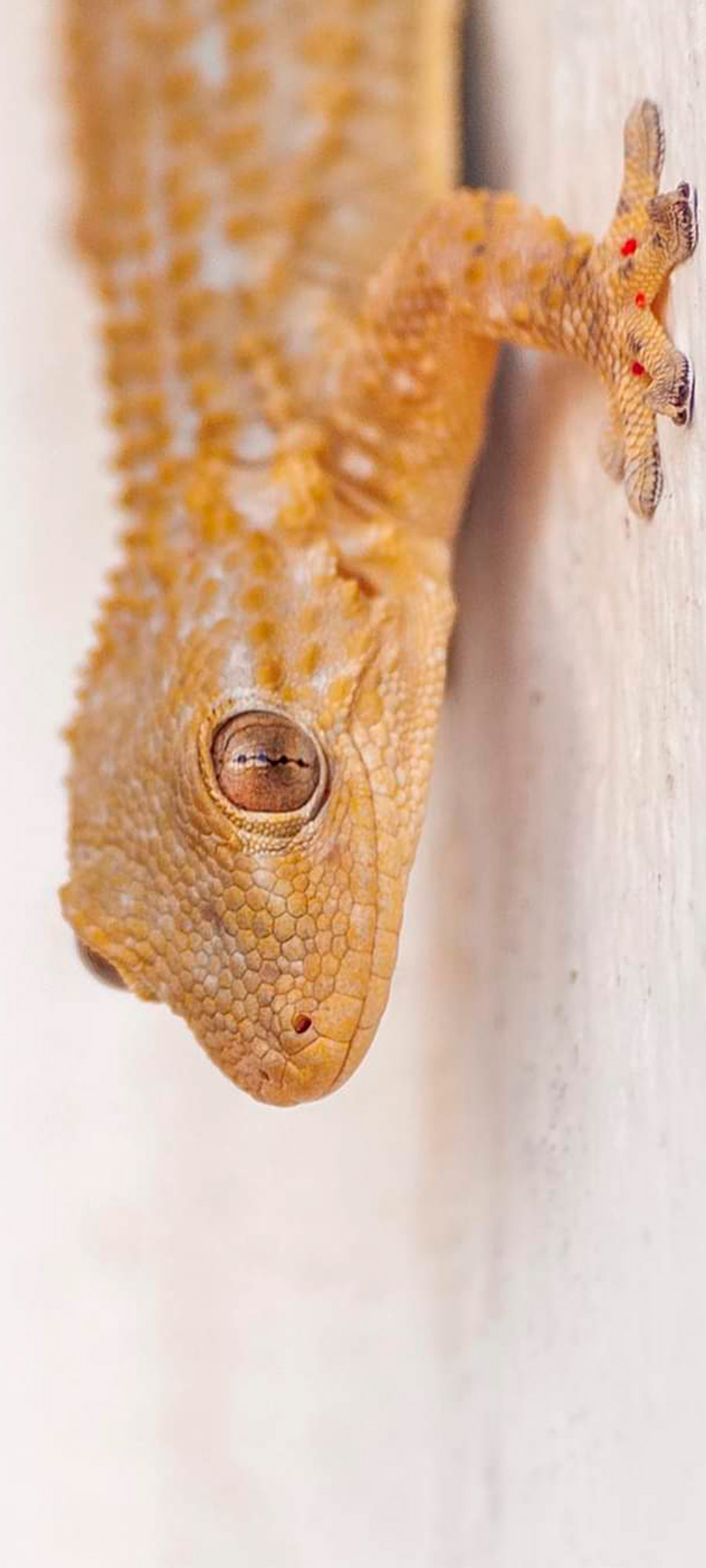 Salamanquesa común (Tarentola mauritanica)