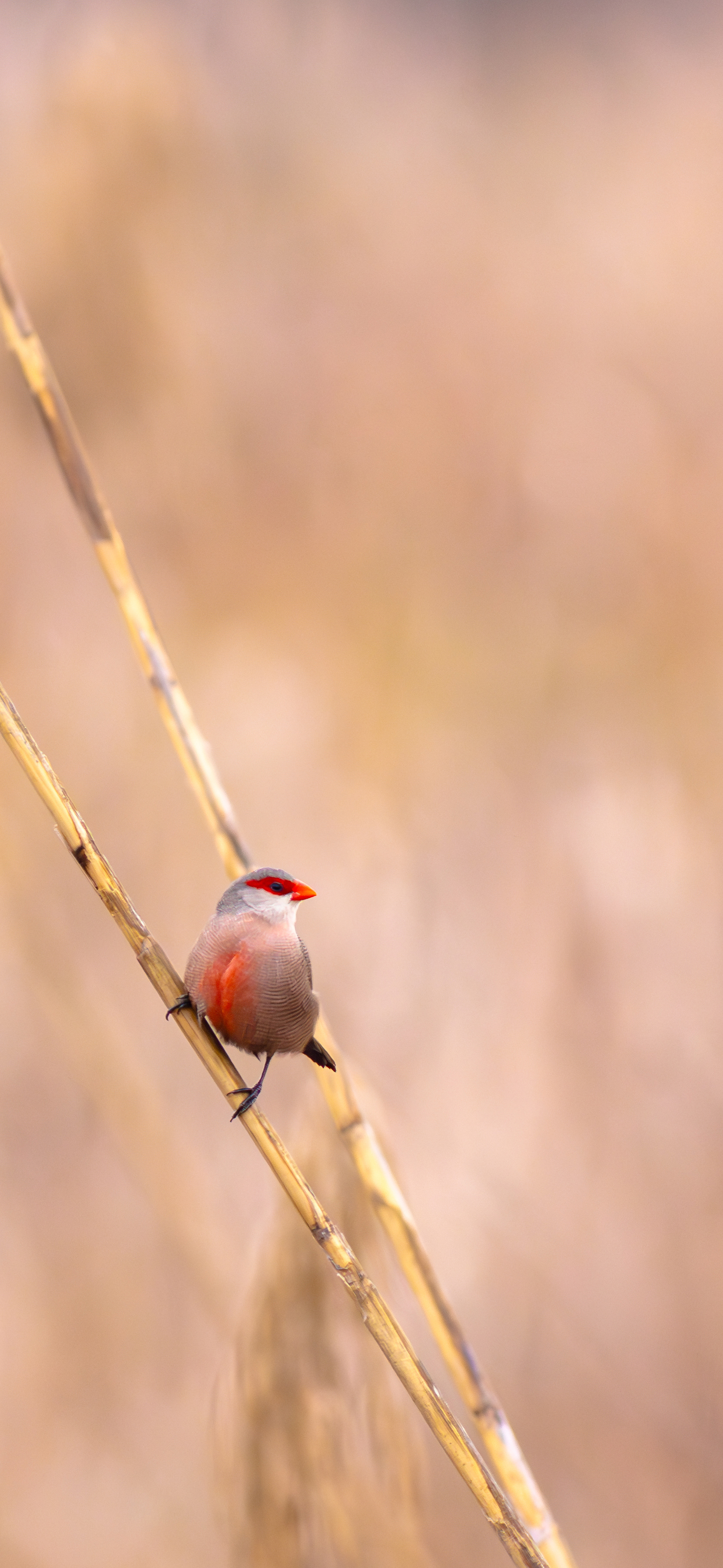 Estrilda común (Estrilda astrild)