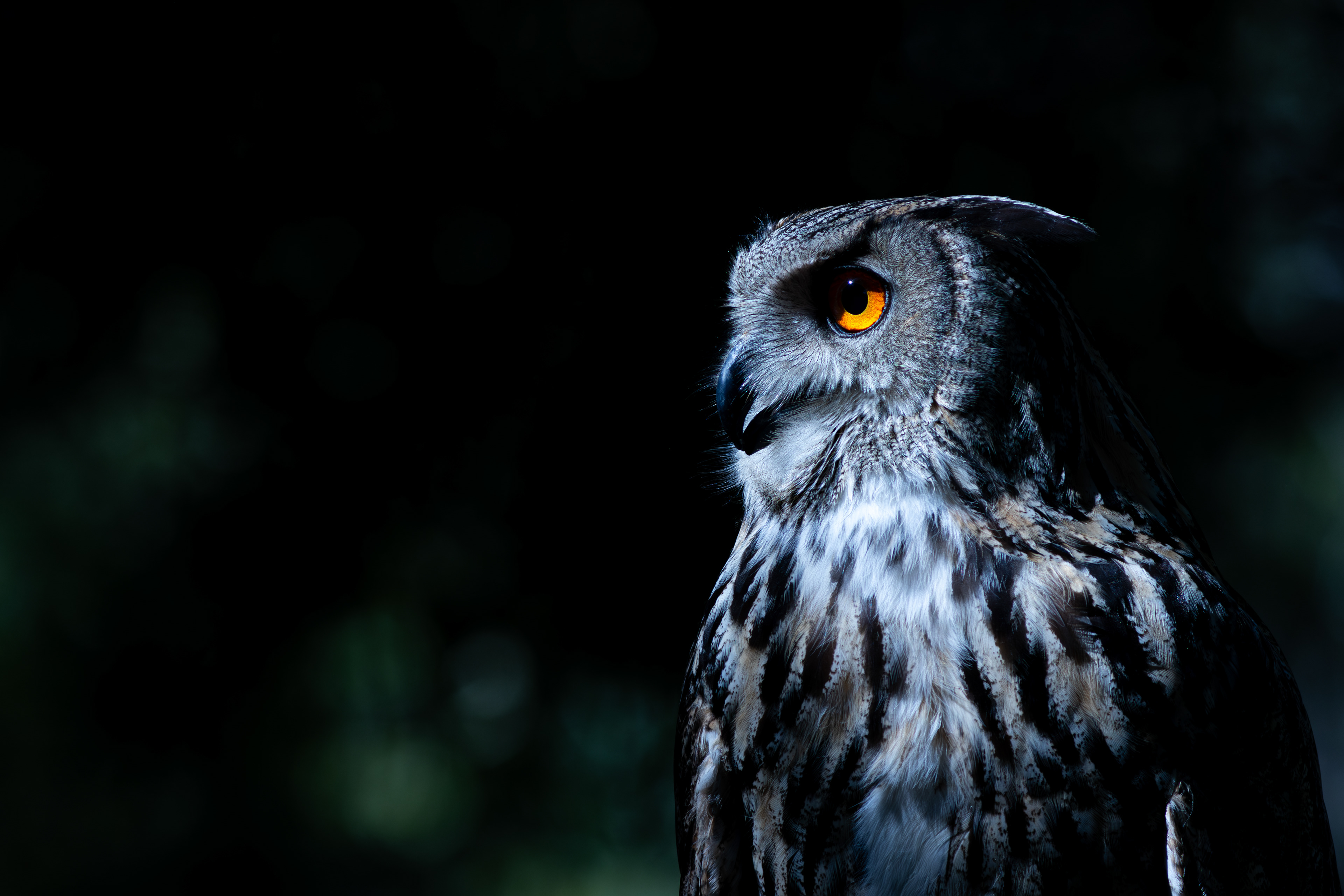 Búho real (Bubo bubo)