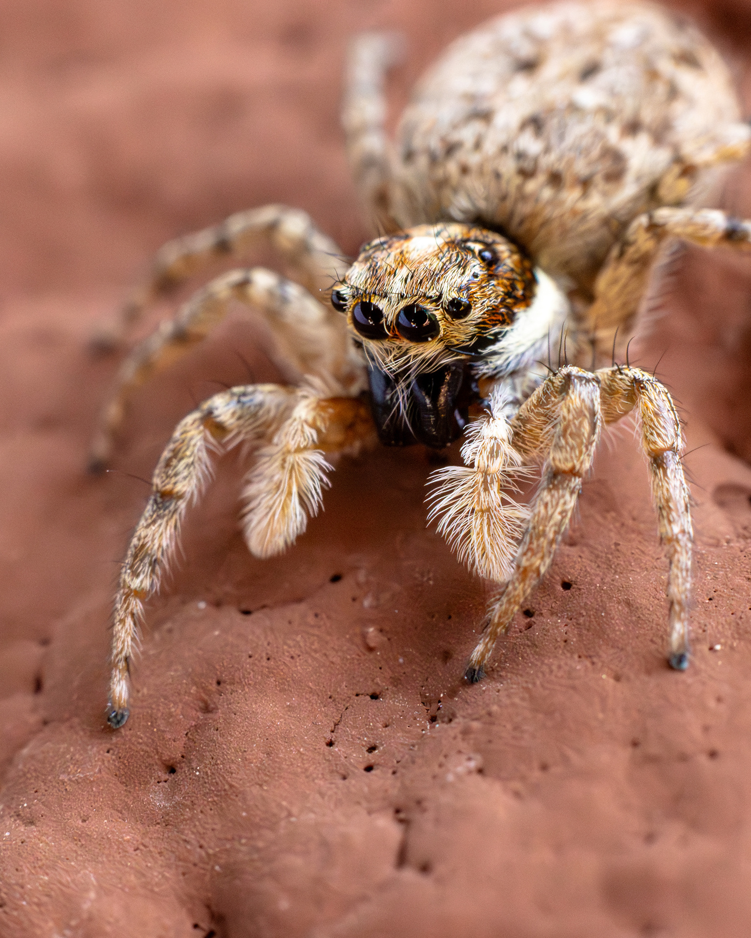 Araña atrapamoscas del Mediterráneo (Menemerus semilimbatus)