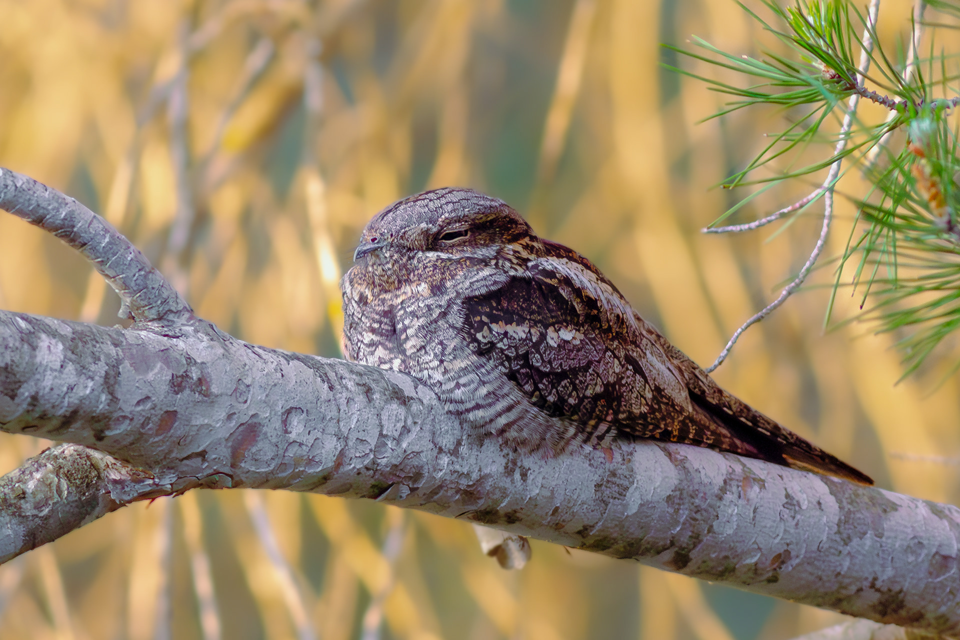 Chotacabras gris (Caprimulgus europaeus)