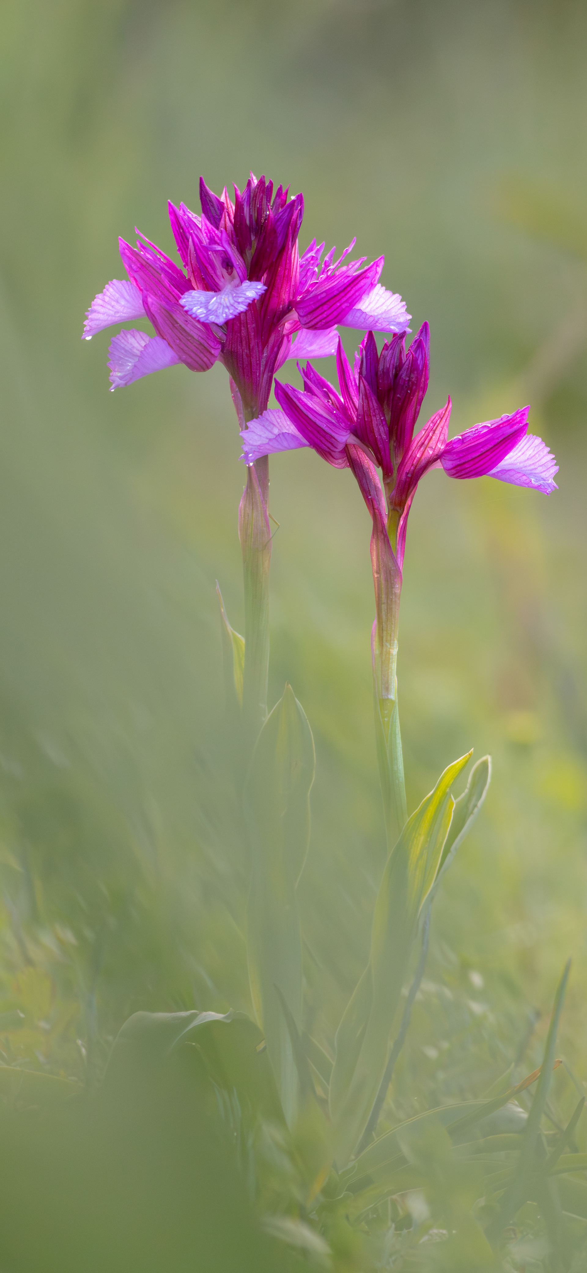 Anacamptis papilionacea