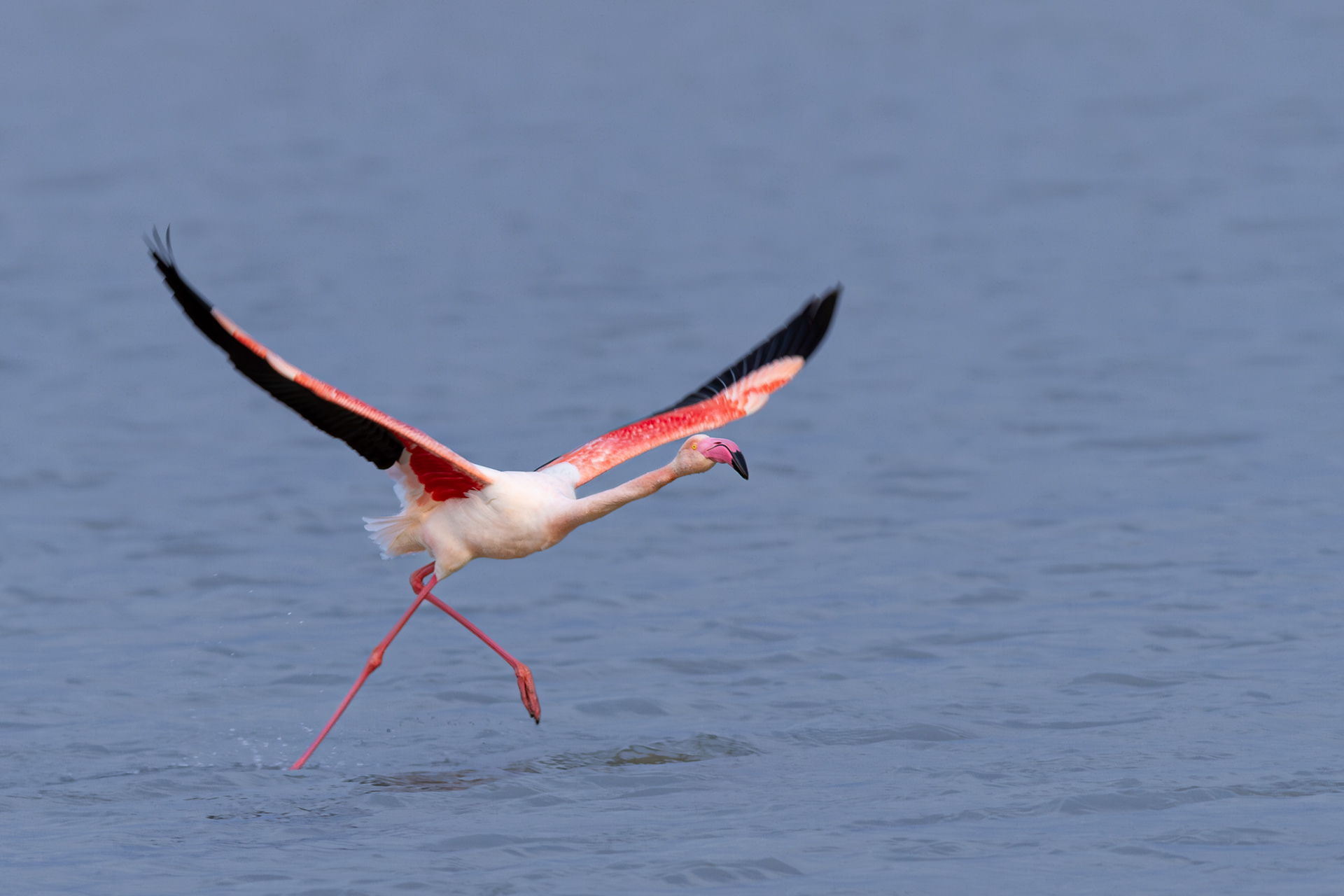 Flamenco común (Phoenicopterus roseus)