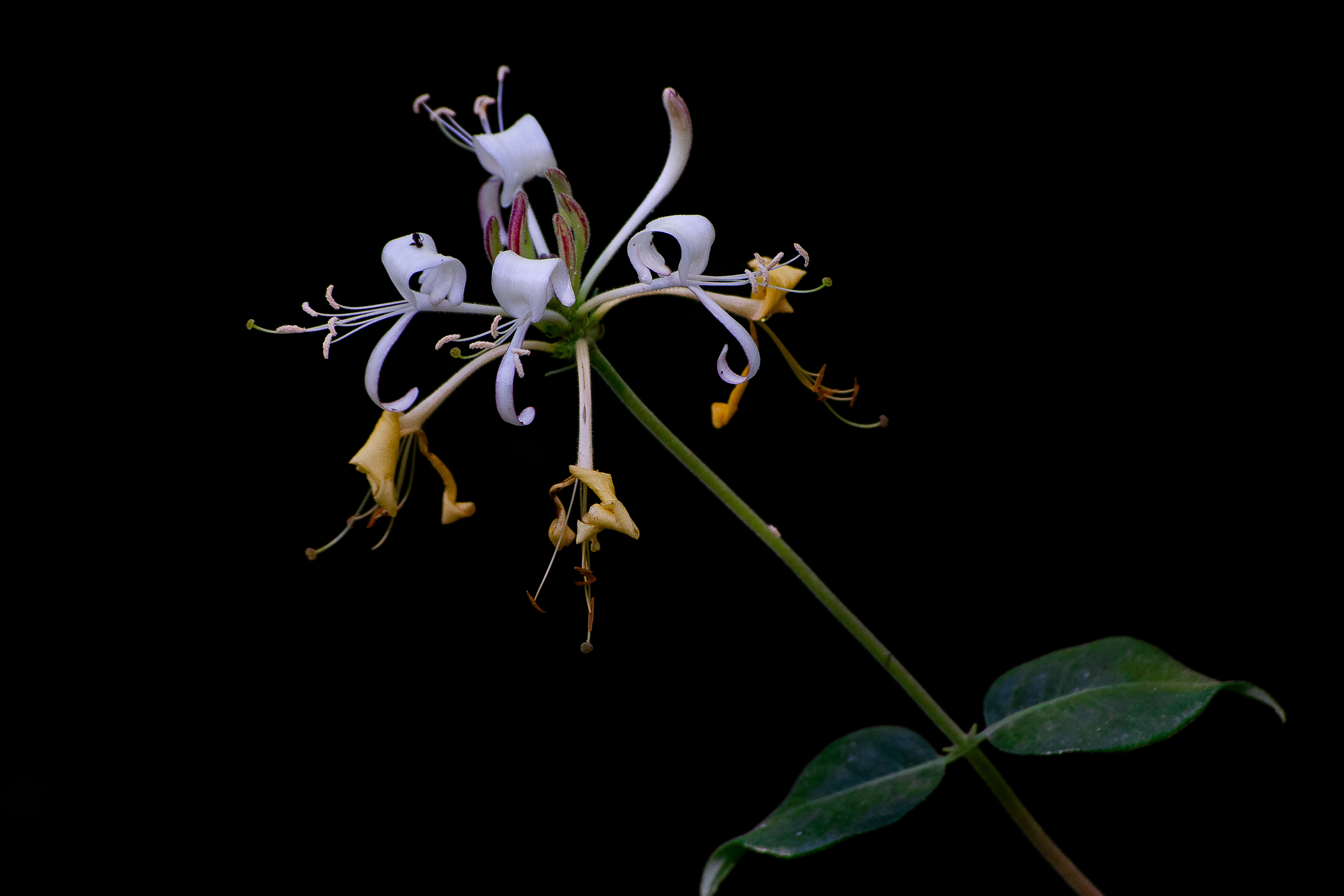 Madreselva (Lonicera sp.)