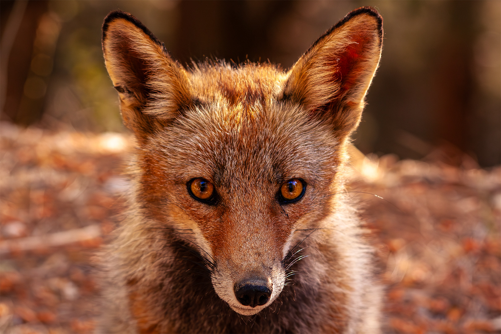 Zorro común (Vulpes vulpes)