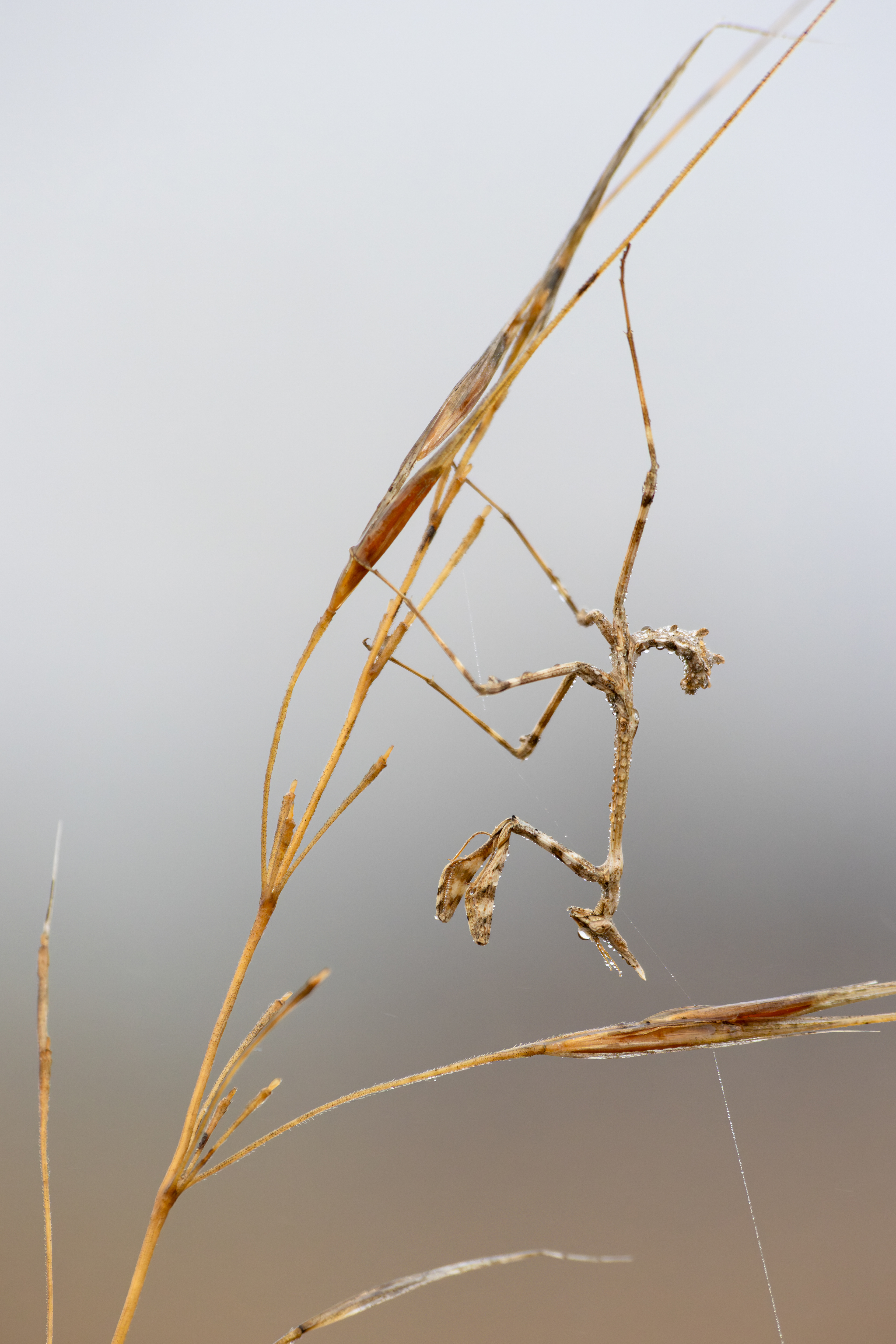 Mantis palo (Empusa pennata)