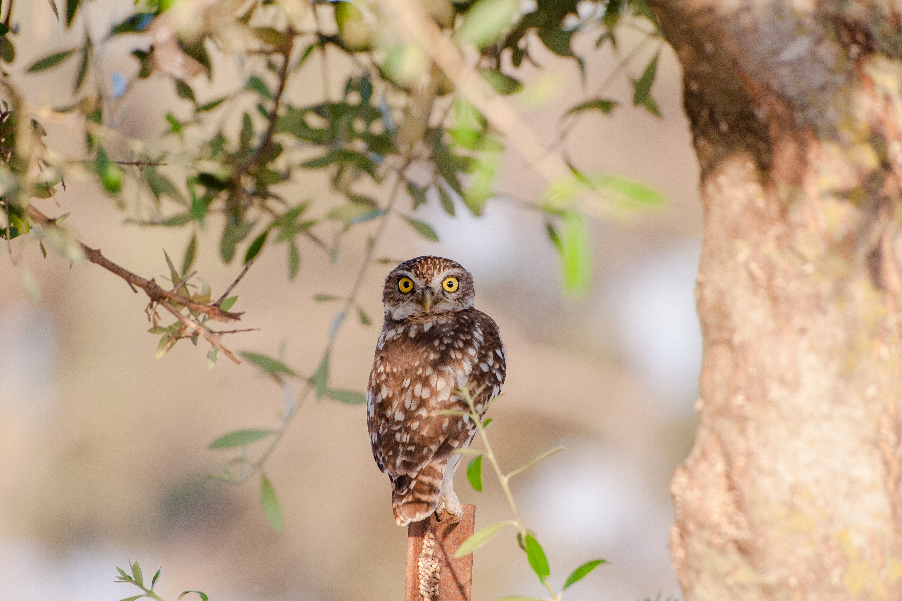 Mochuelo europeo (Athene noctua)