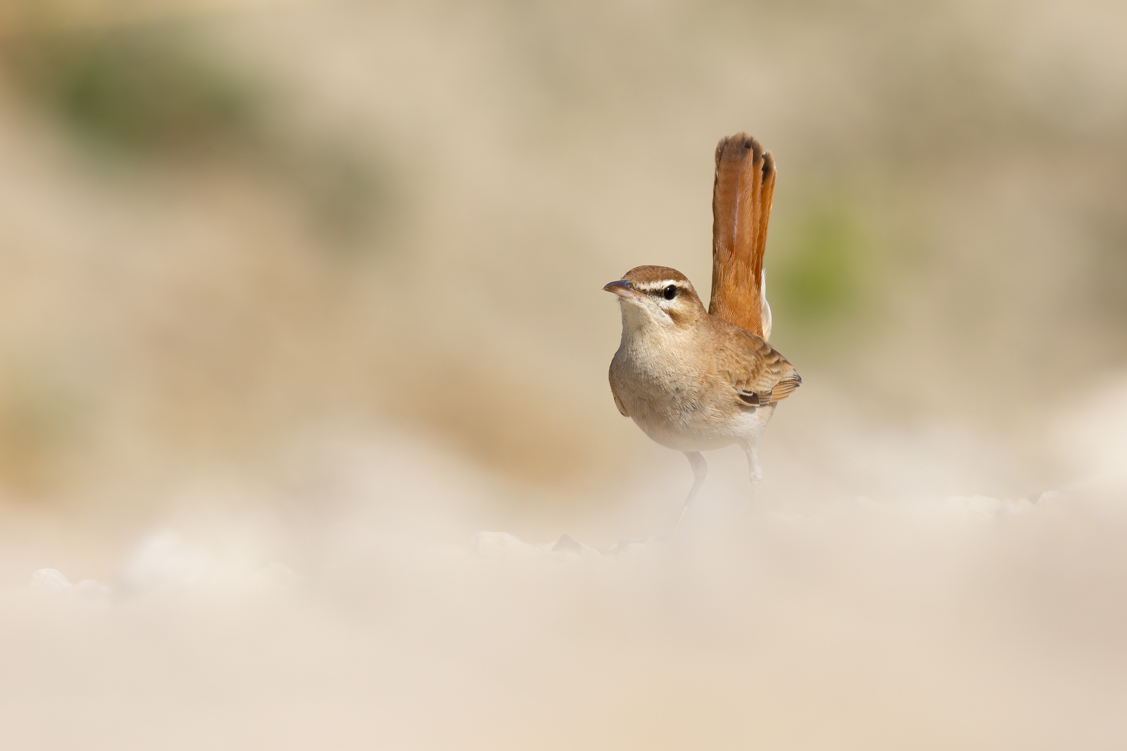 Alzacola rojizo (Cercotrichas galactotes)