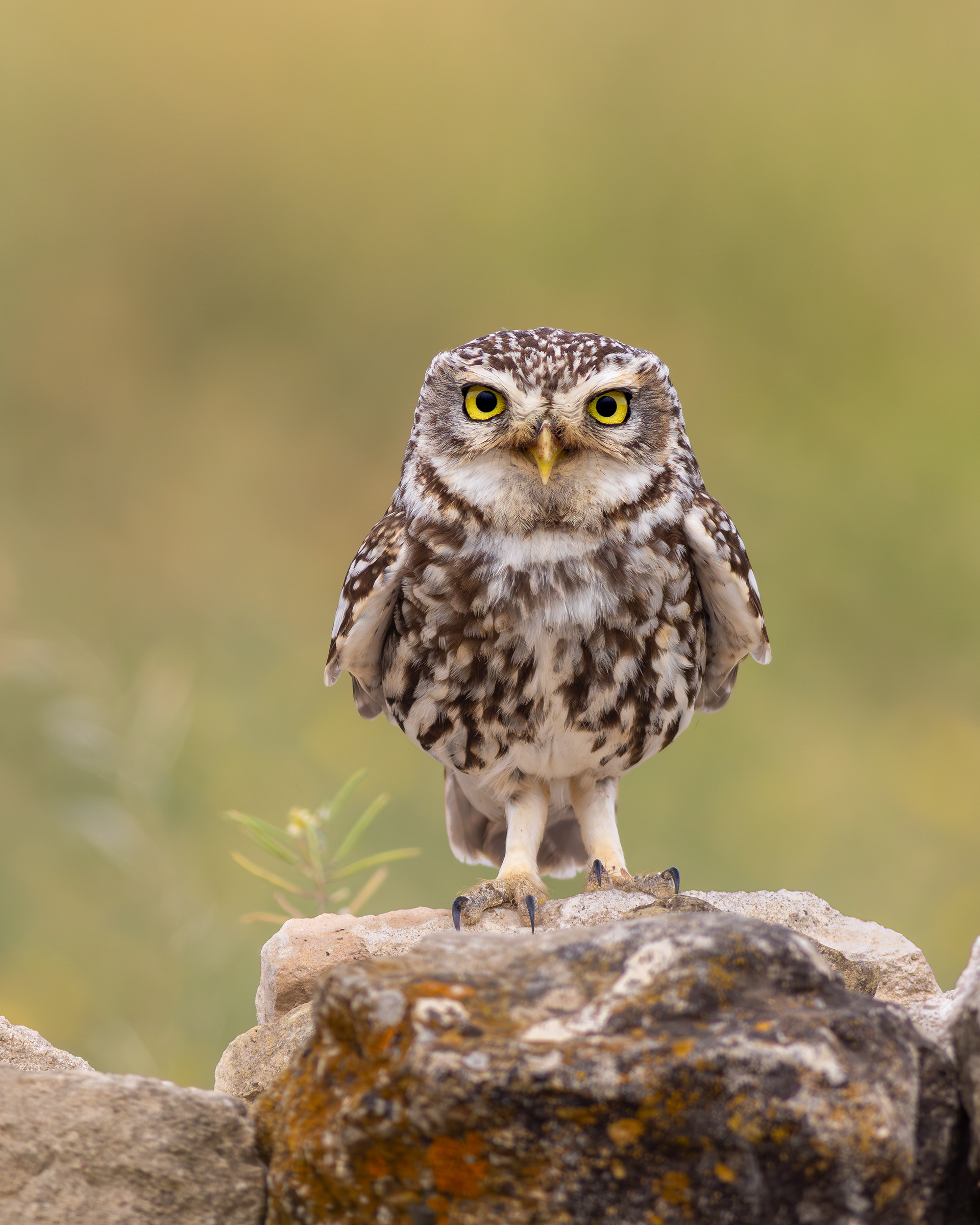 Mochuelo europeo (Athene noctua)