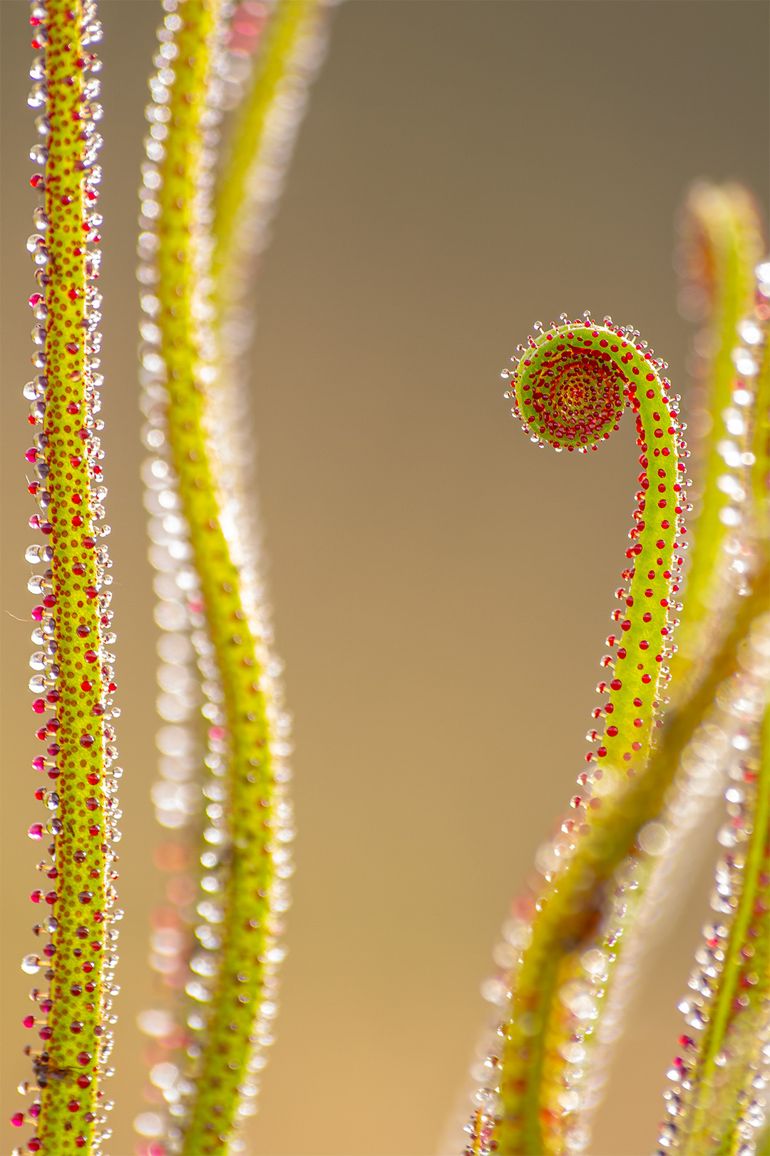 Drosophyllum lusitanicum