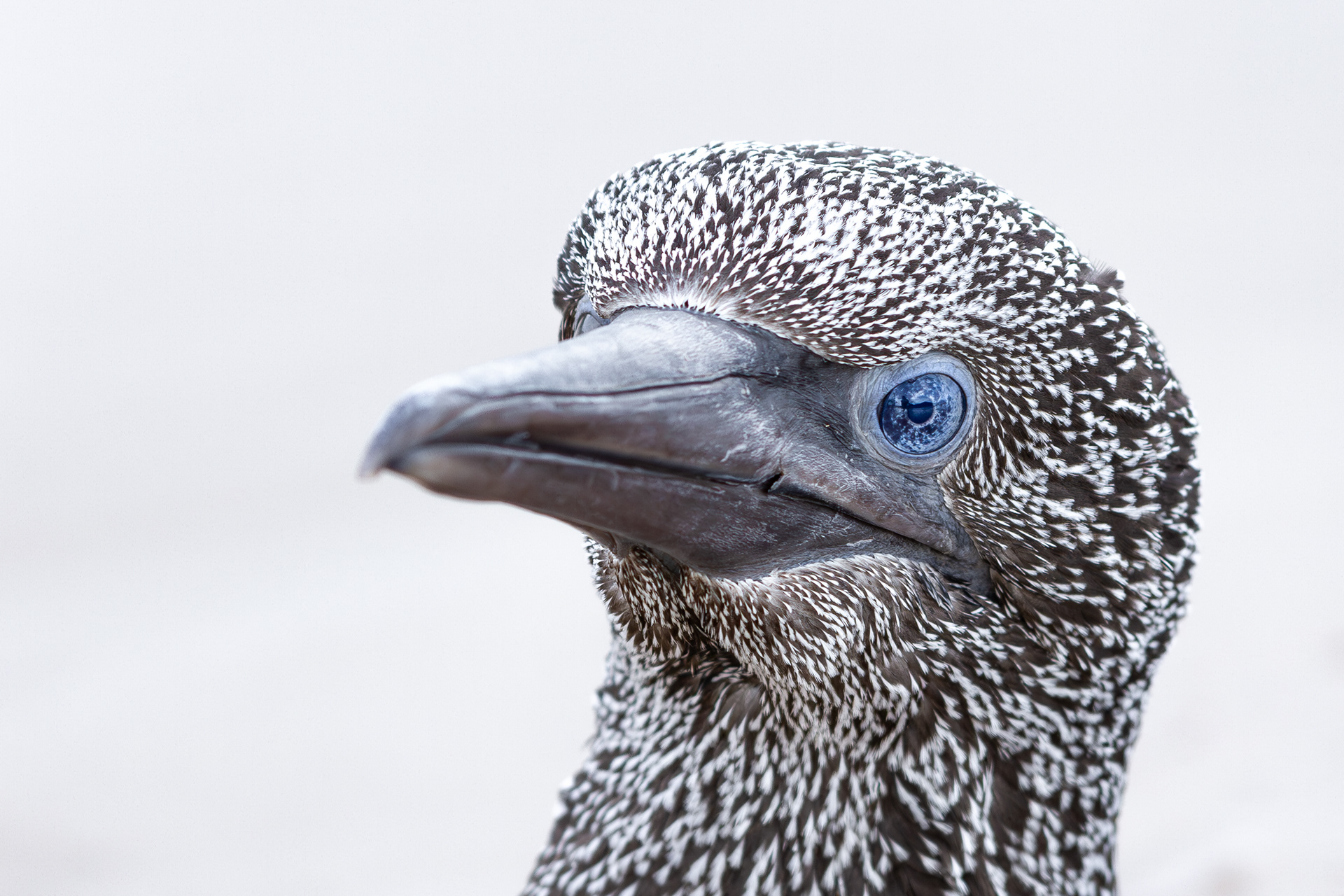 Alcatraz atlántico (Morus bassanus)