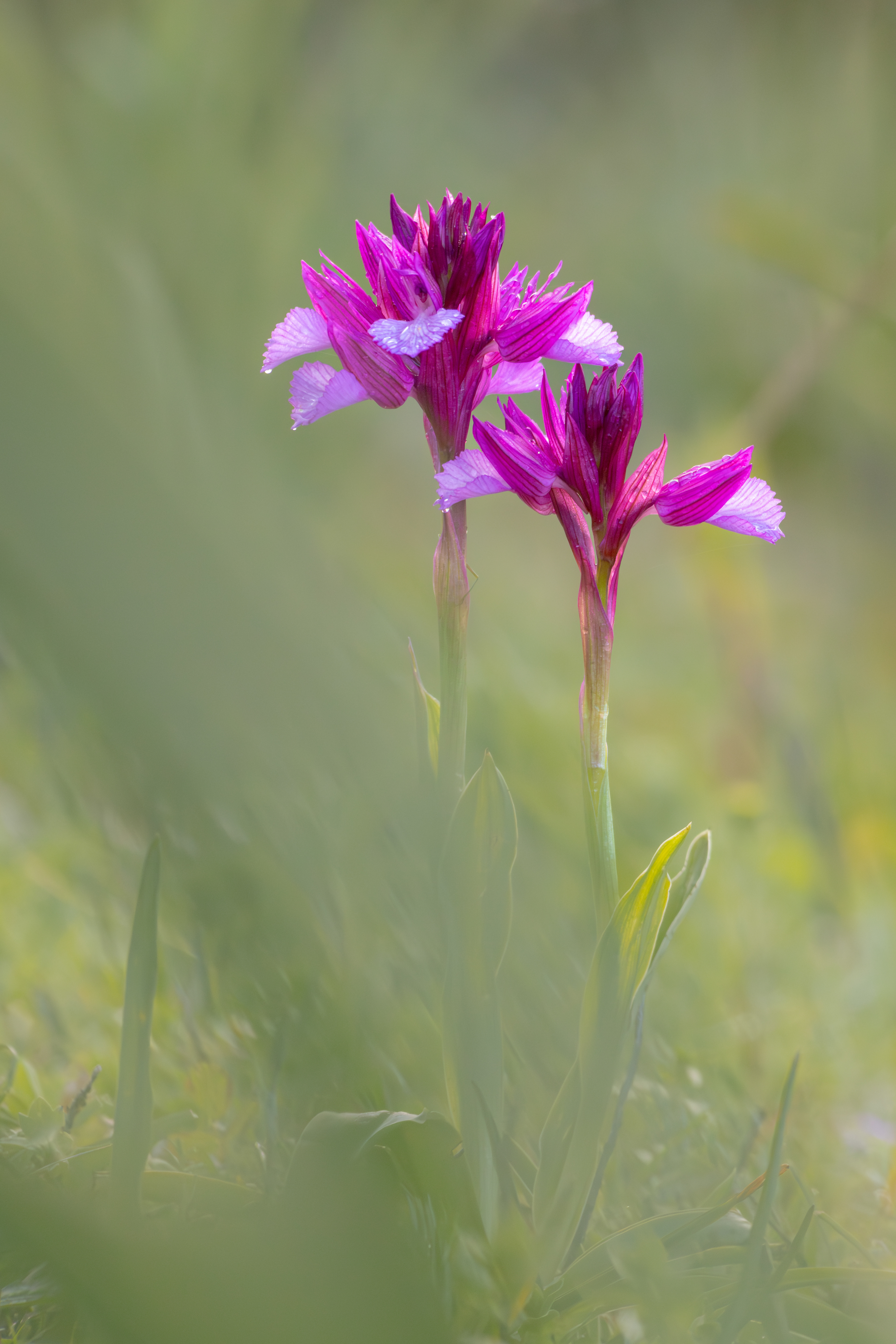 Anacamptis papilionacea
