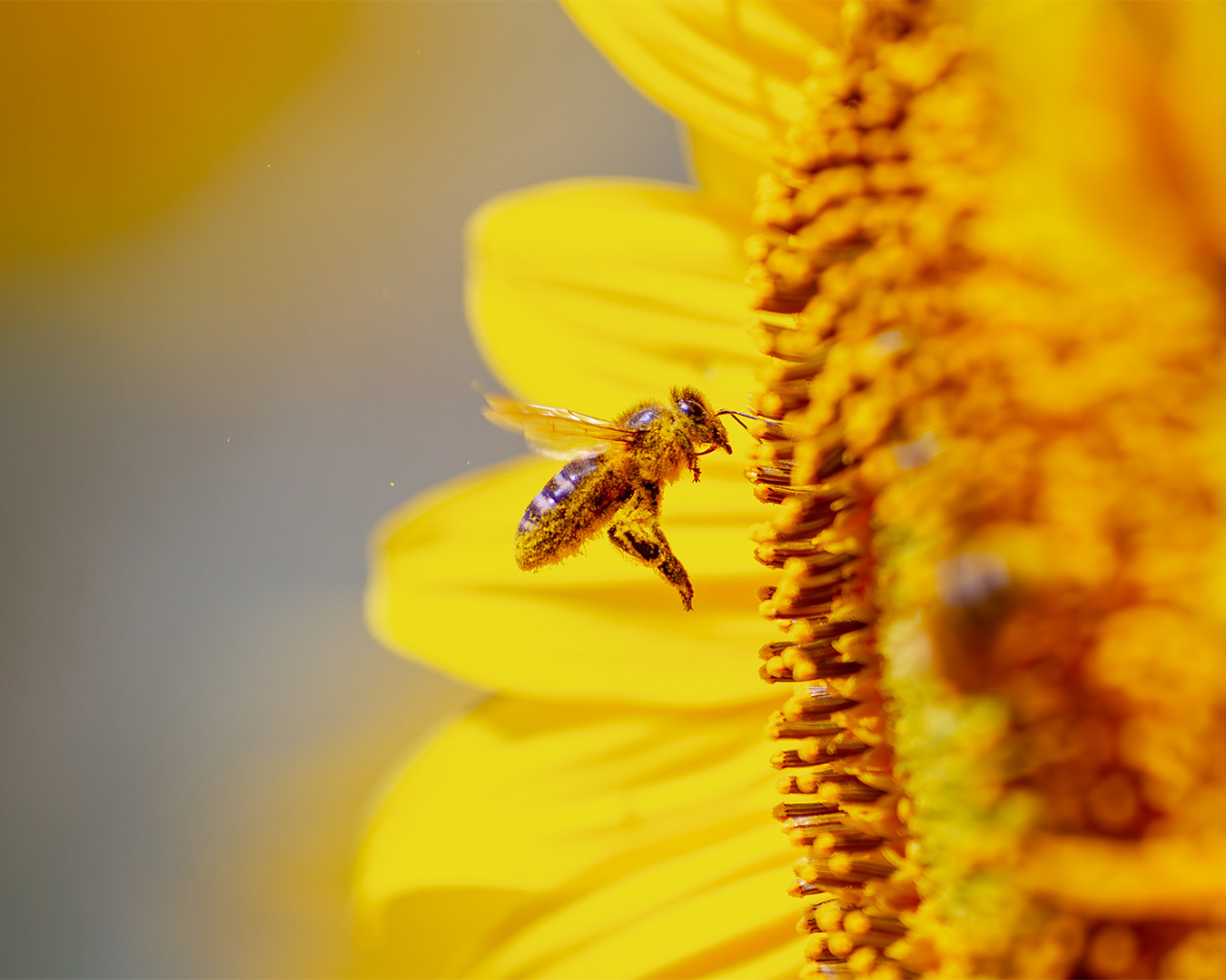Abeja europea (Apis mellifera)