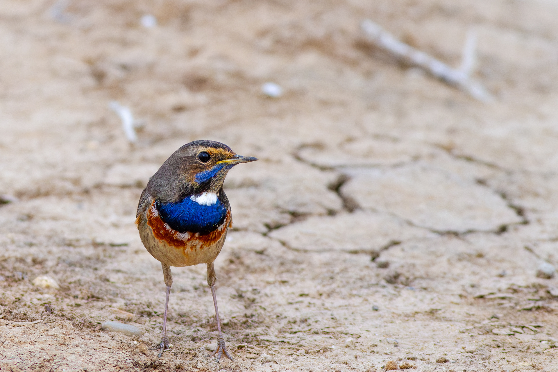 Ruiseñor pechiazul (Luscinia svecica)