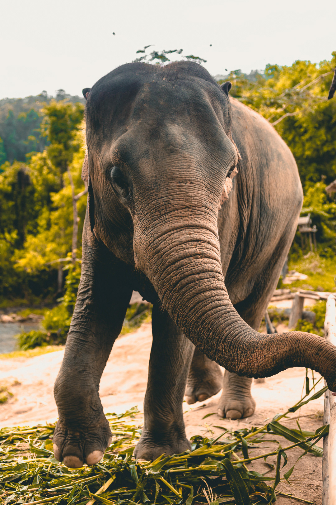 Chiang mai, Thailand
