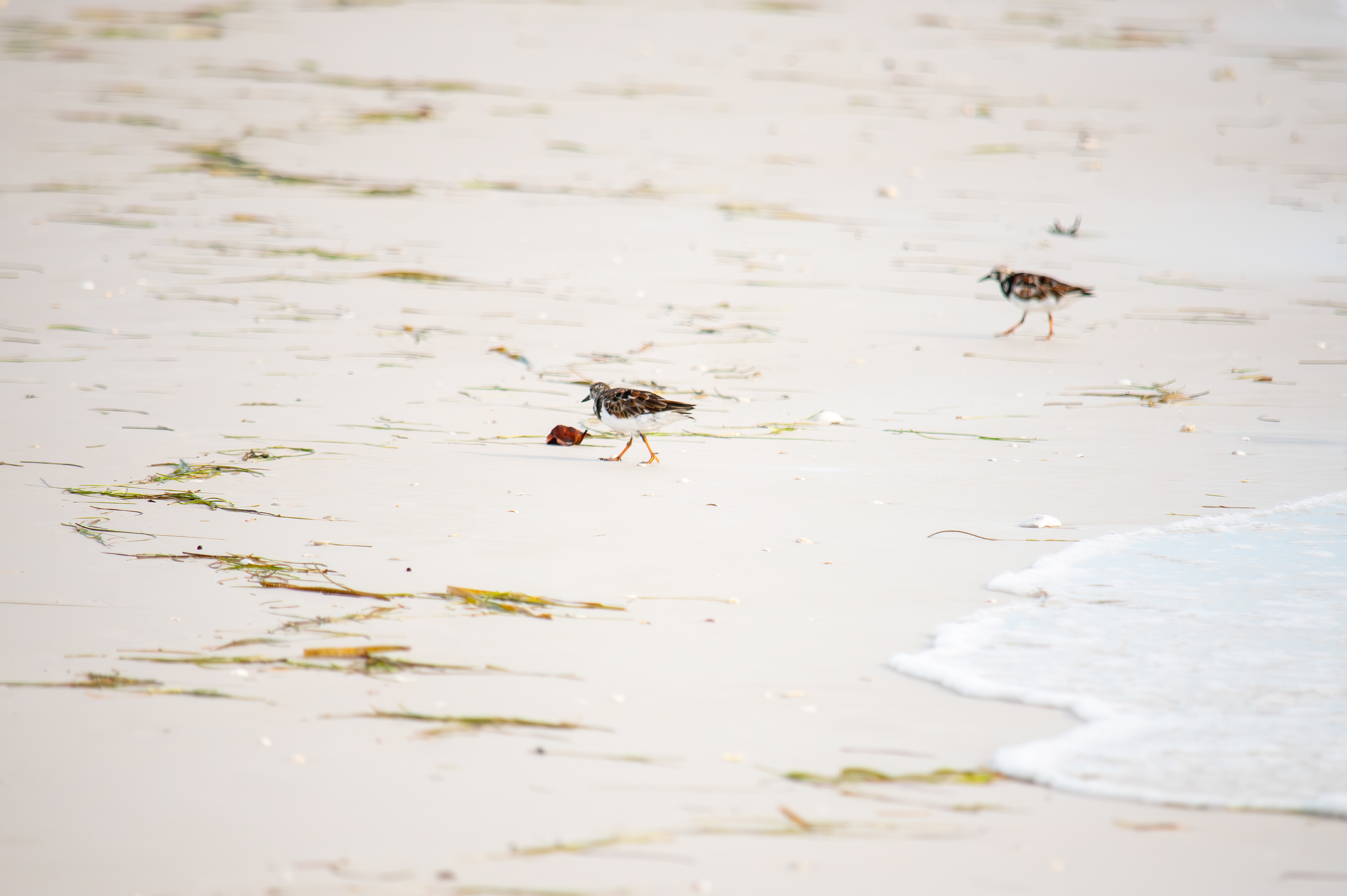 Ruddy Turnstone