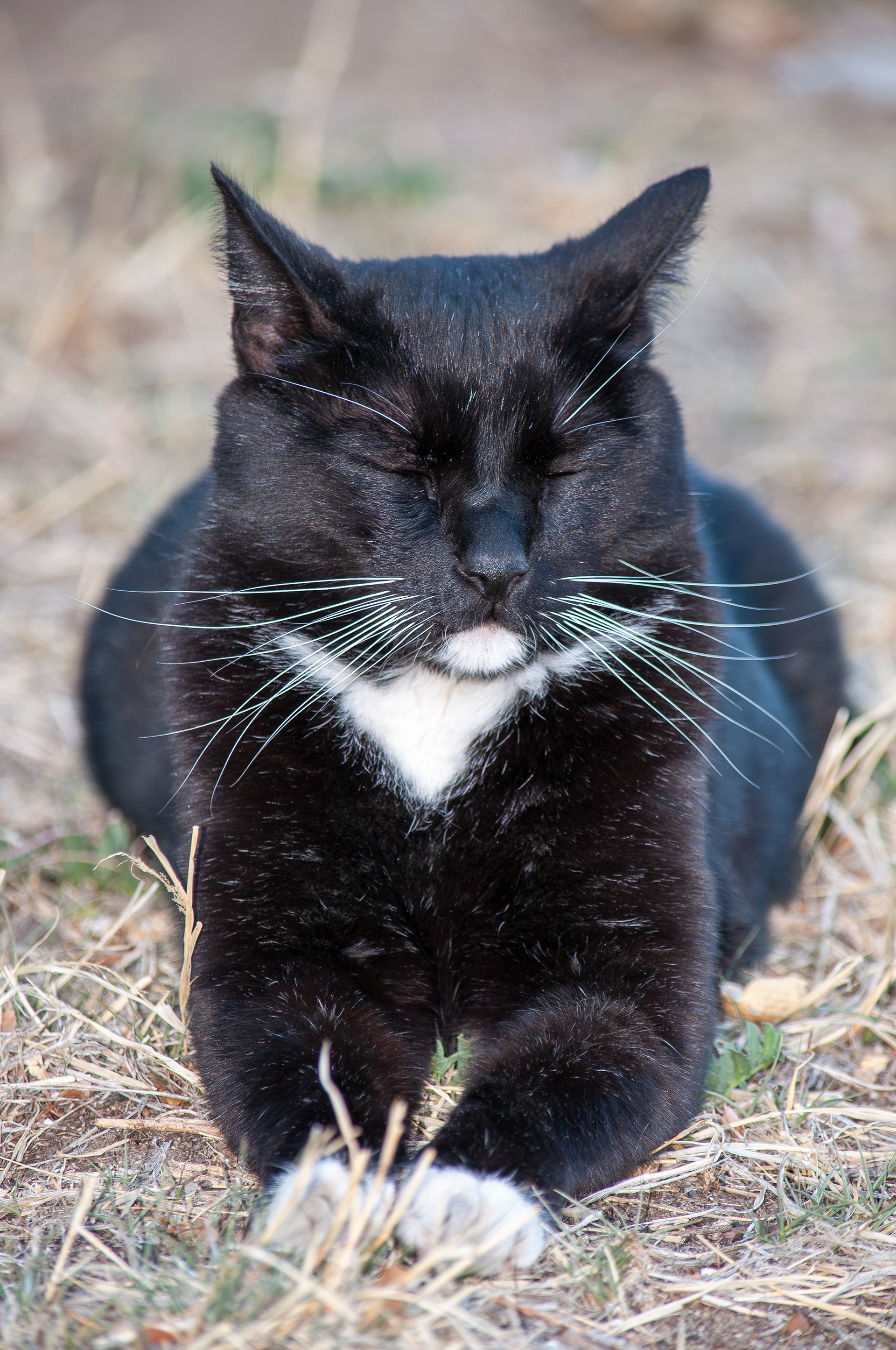 Cat Portrait