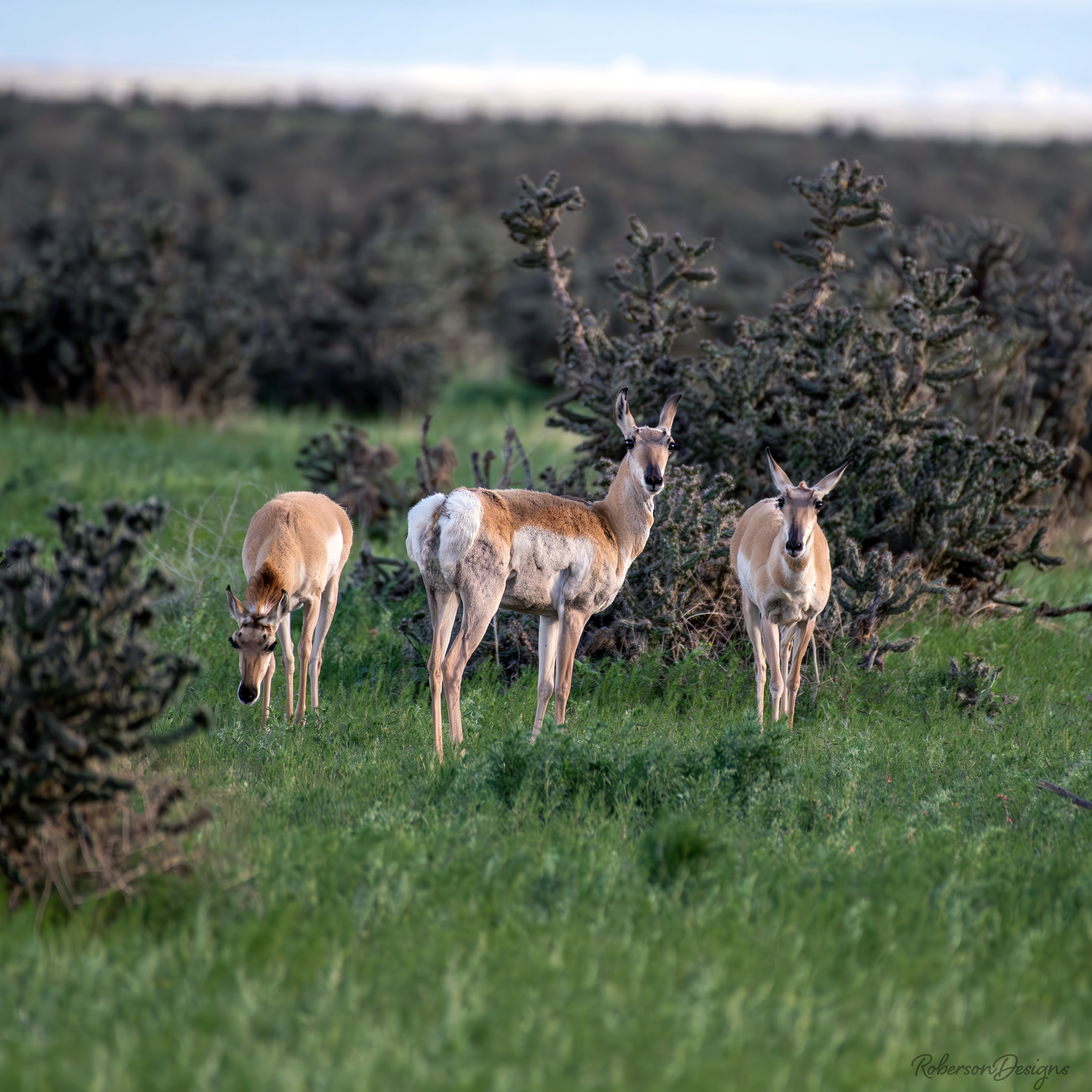 Pronghorn