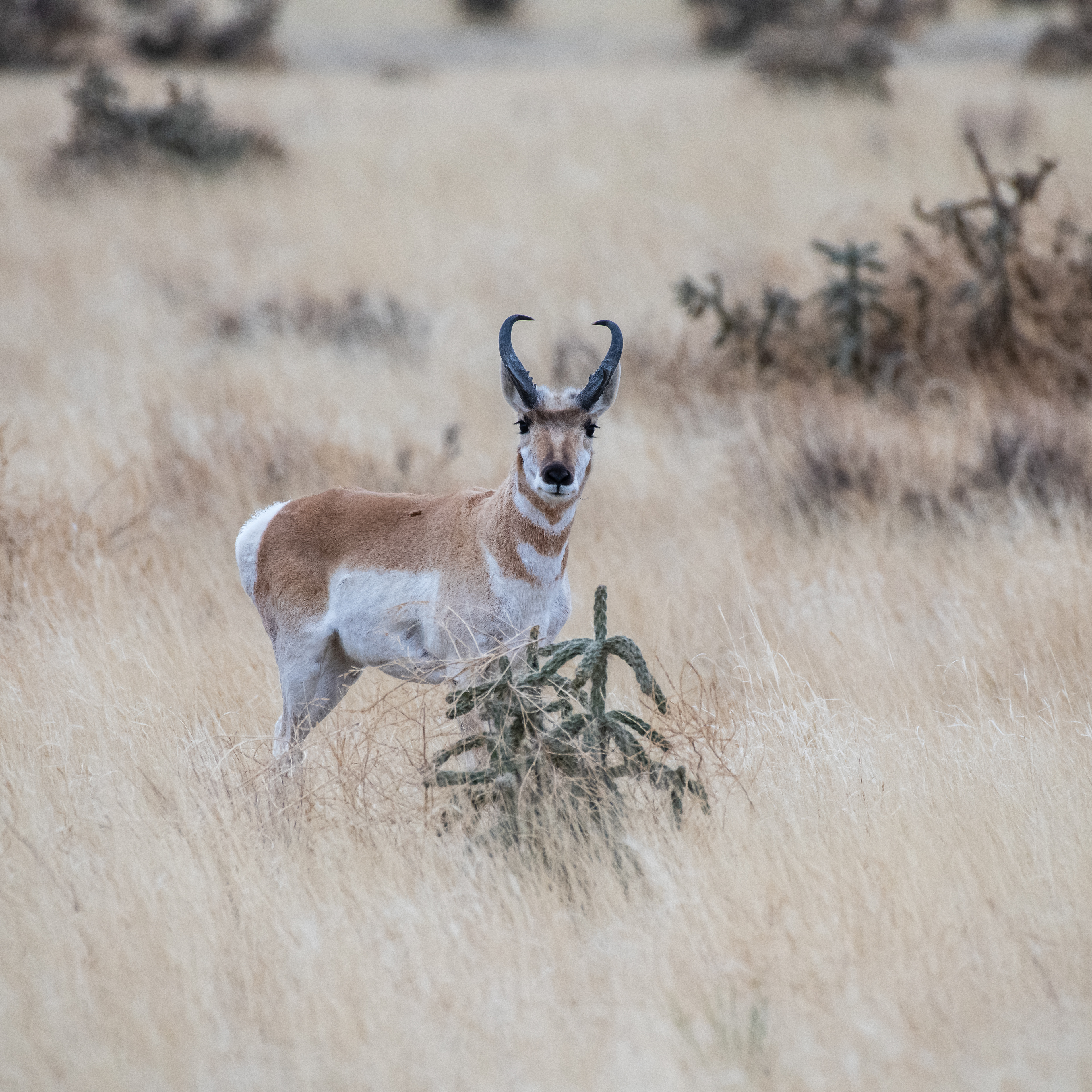 Pronghorn