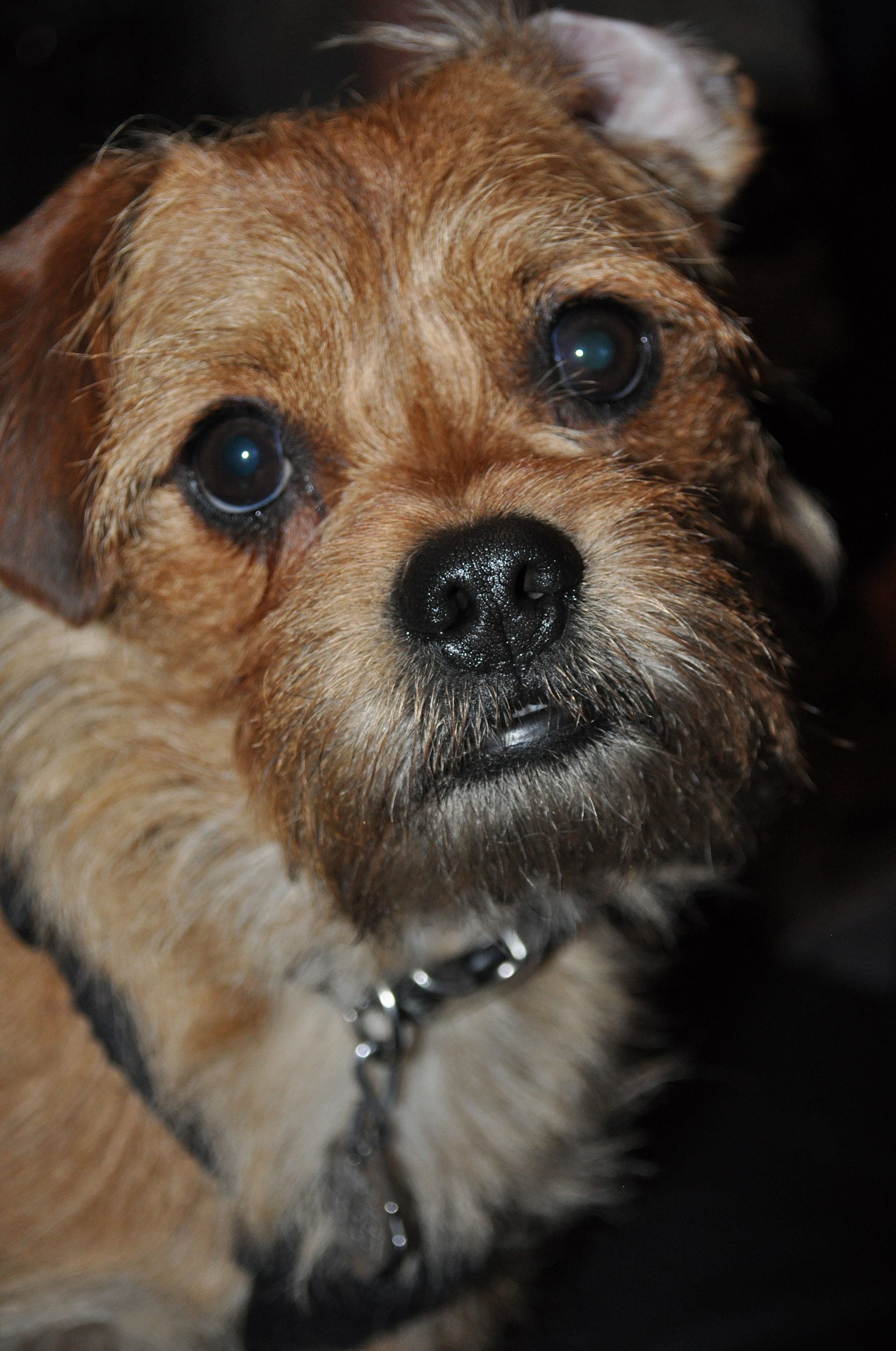 Dog Portrait