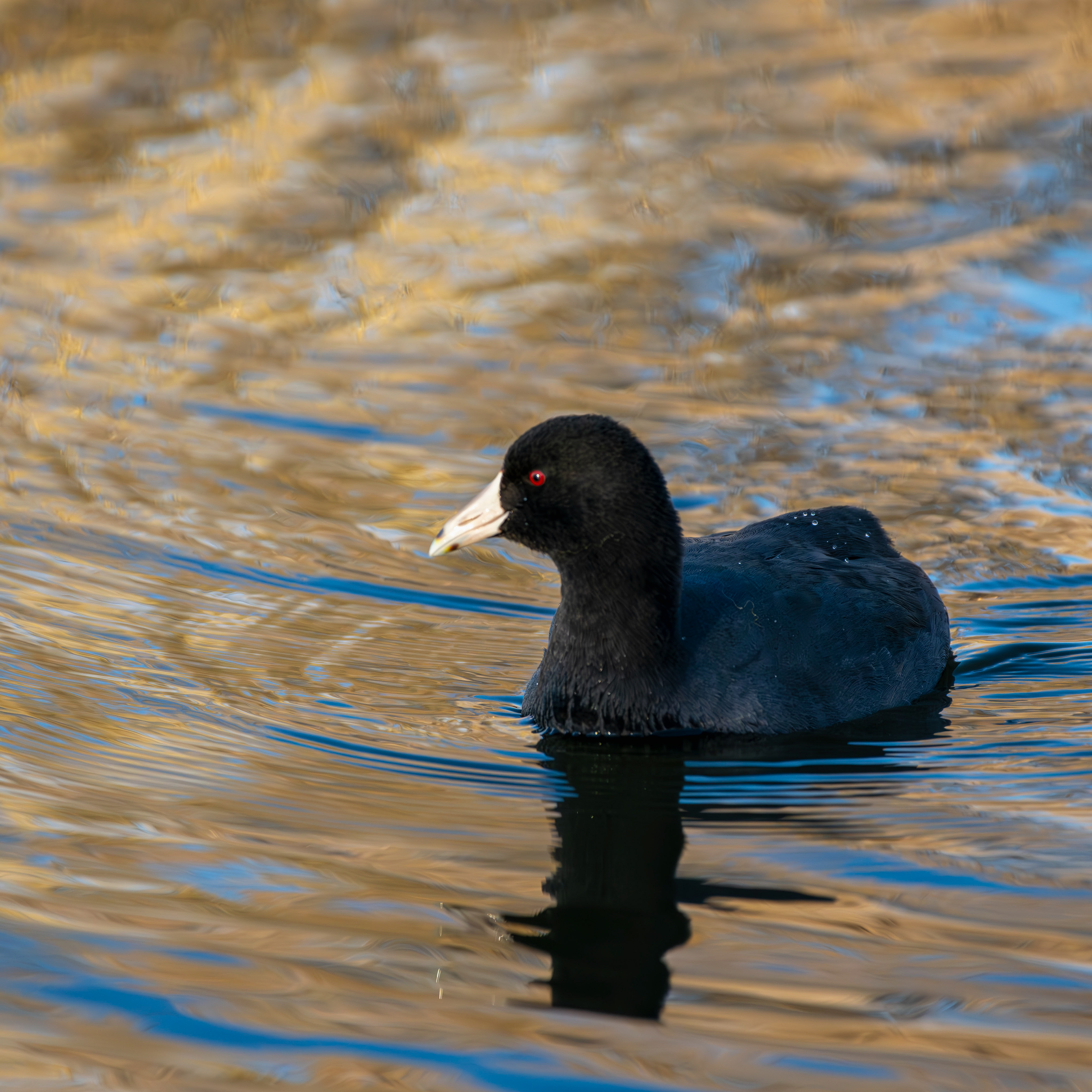 American Coot Swimming