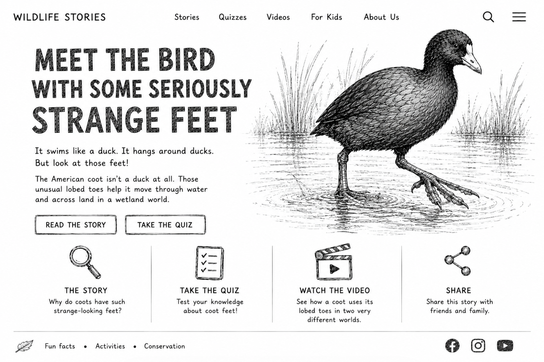 Website Wireframe for American Coot