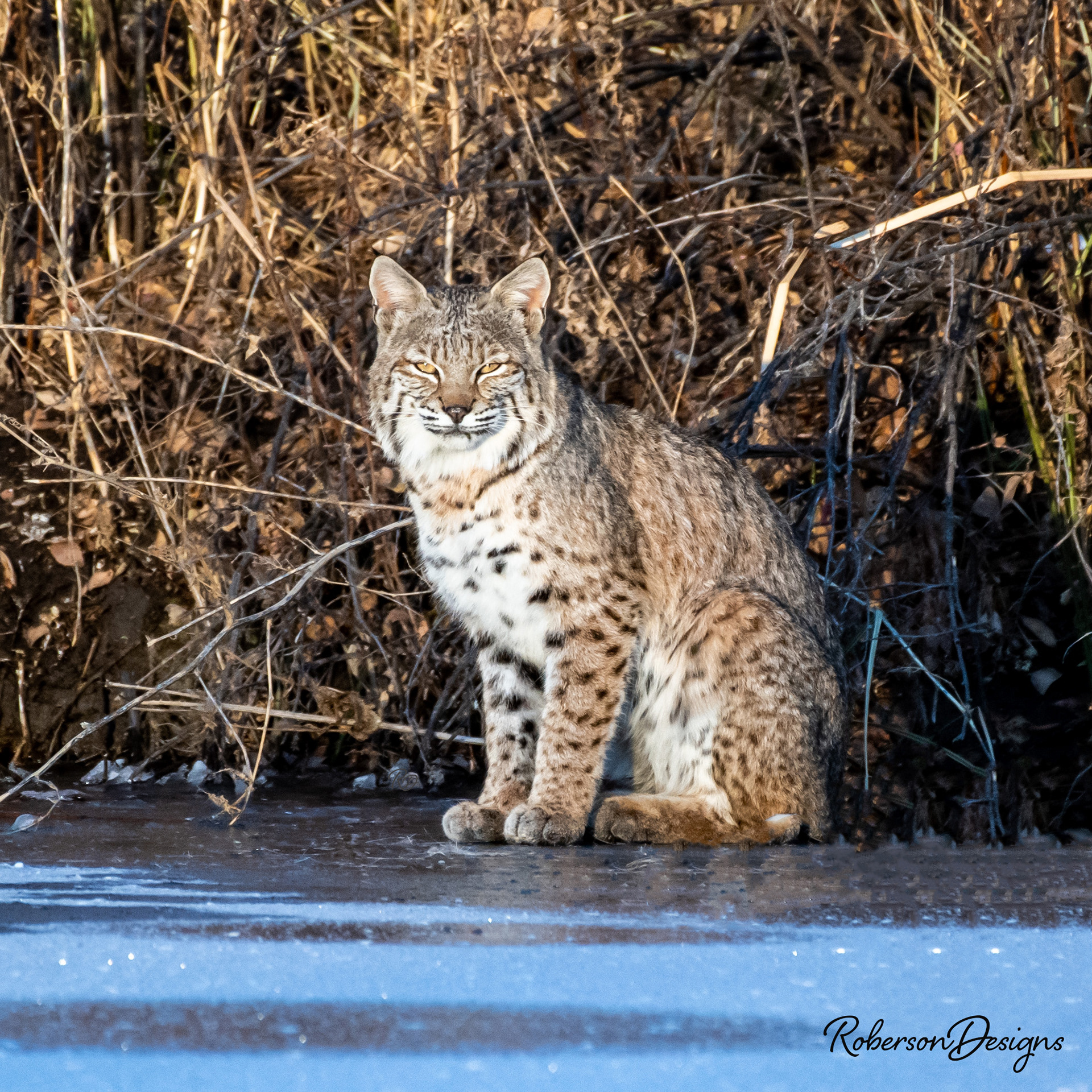Bobcat