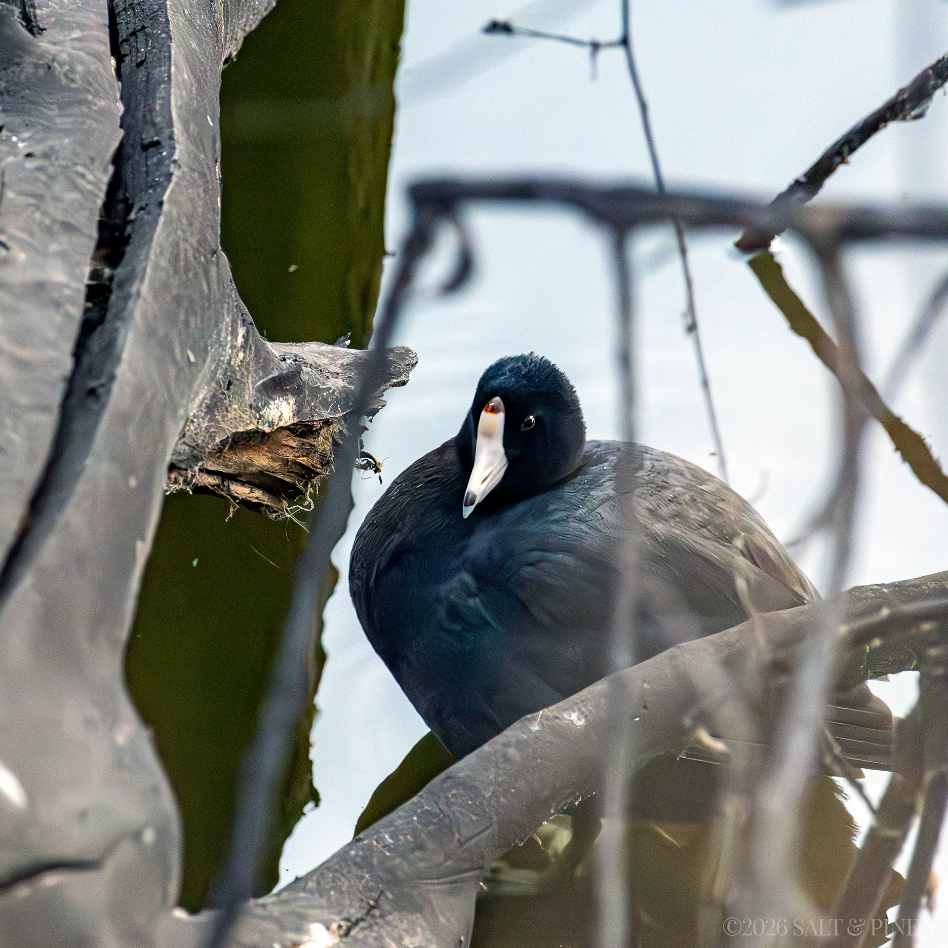 American Coot resting in brush by waters edge