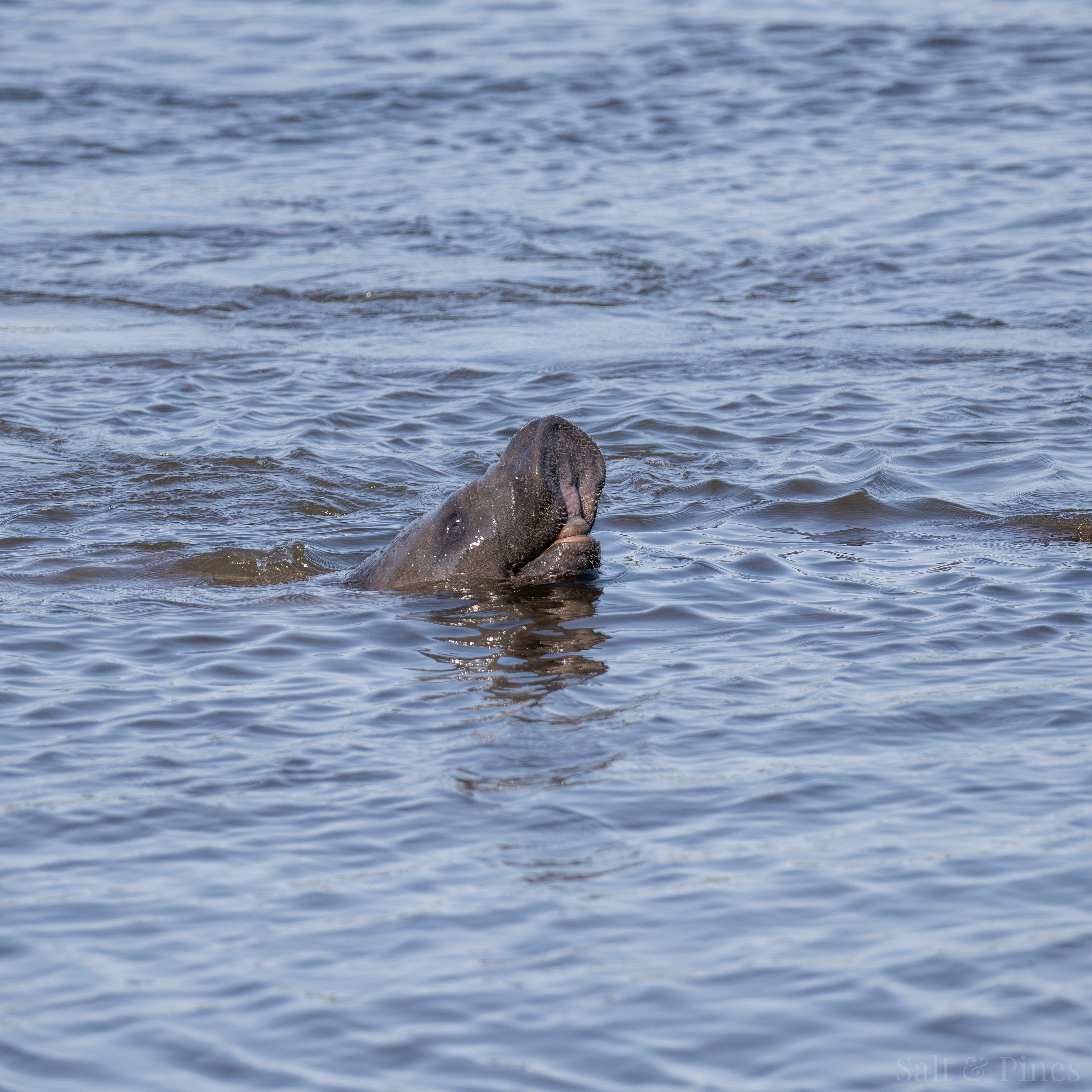 Manatee