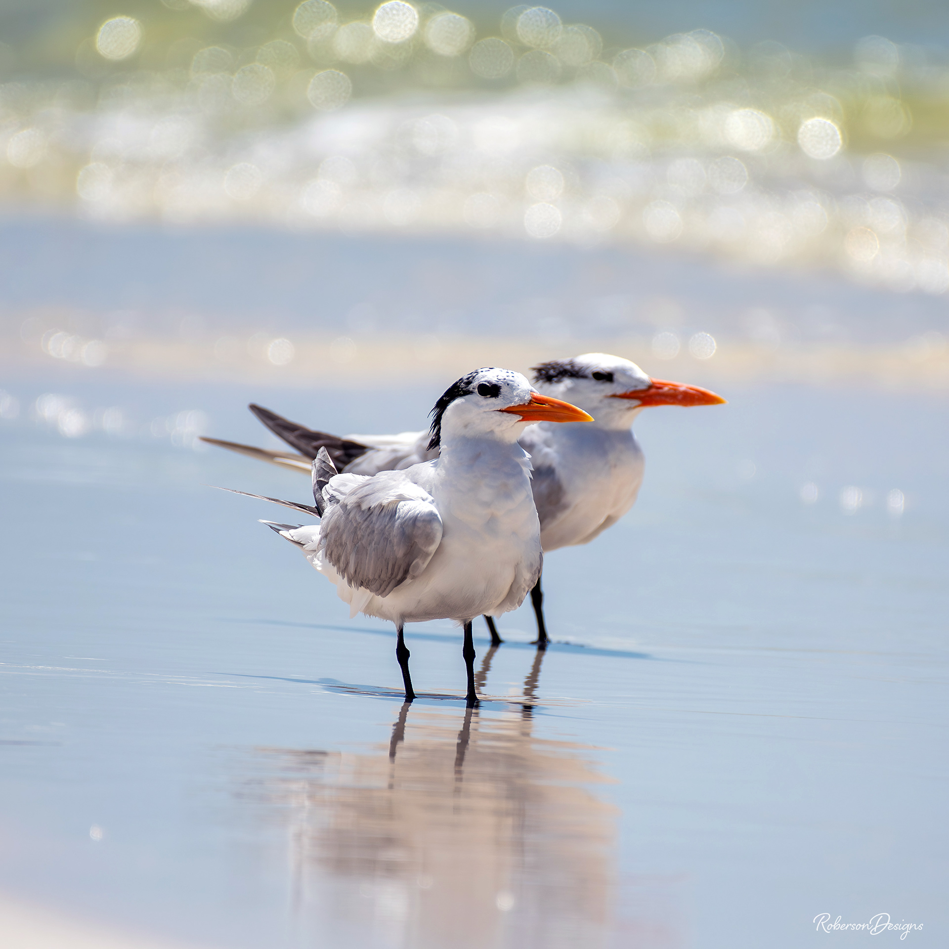 Royal Terns