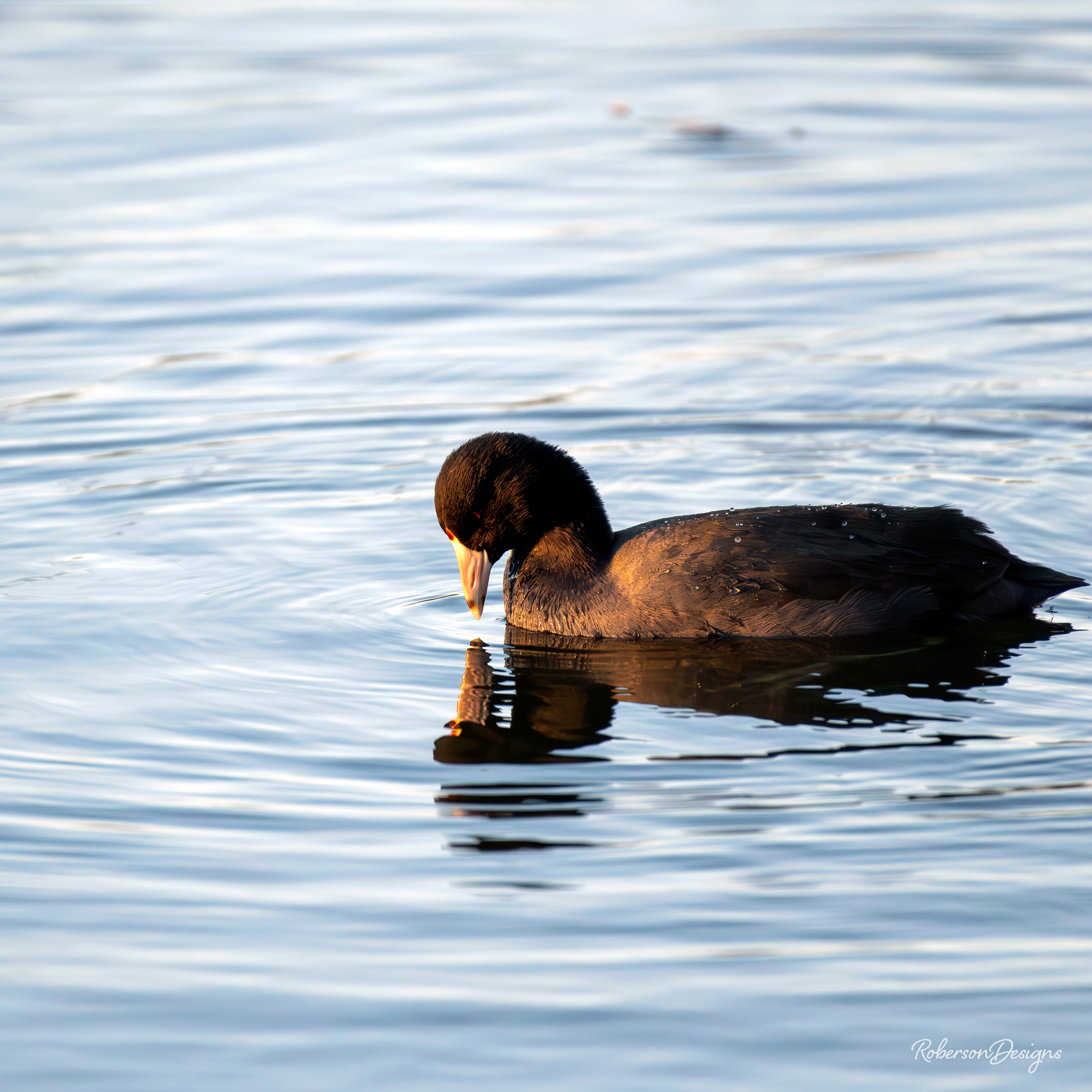 American Coot Swimming