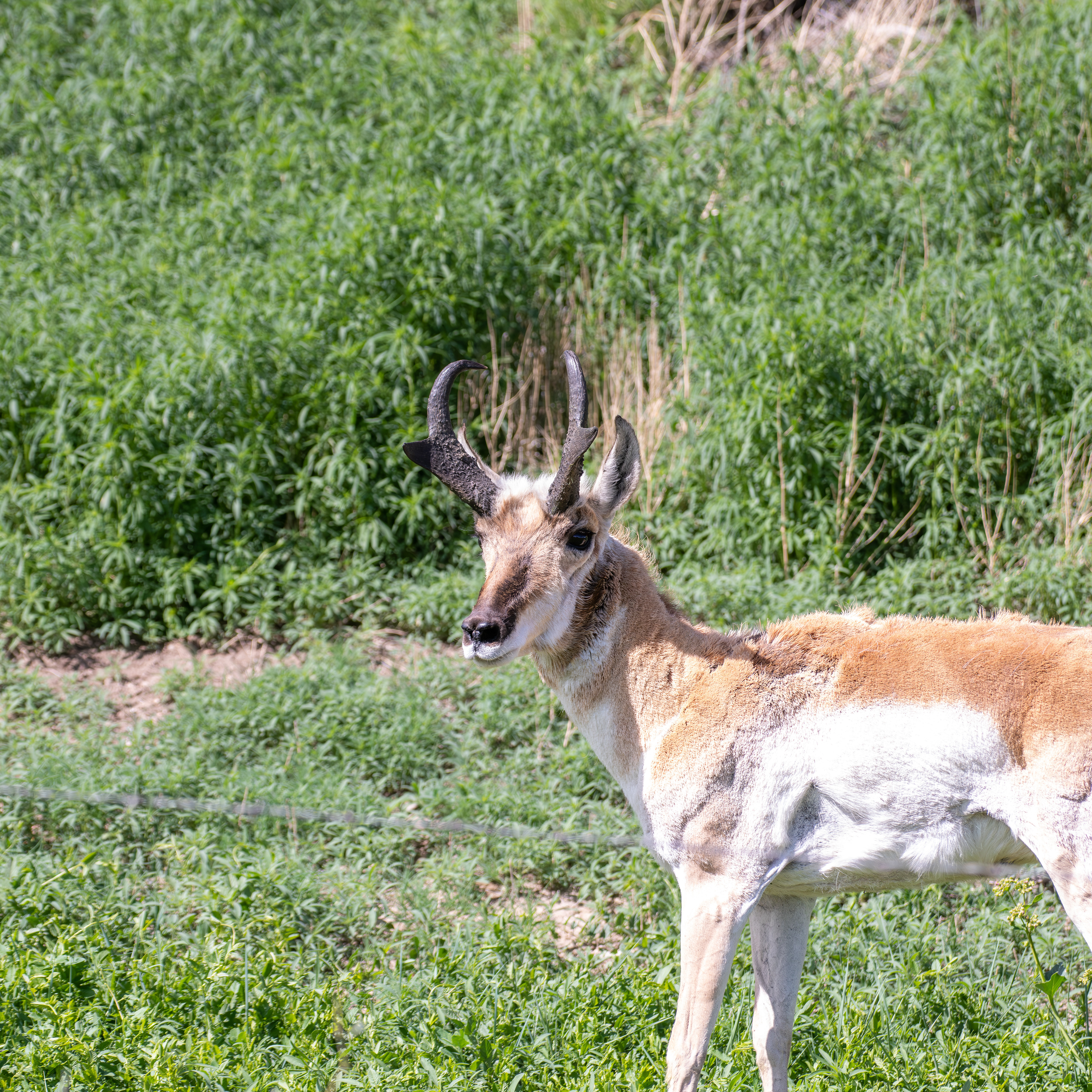 Pronghorn