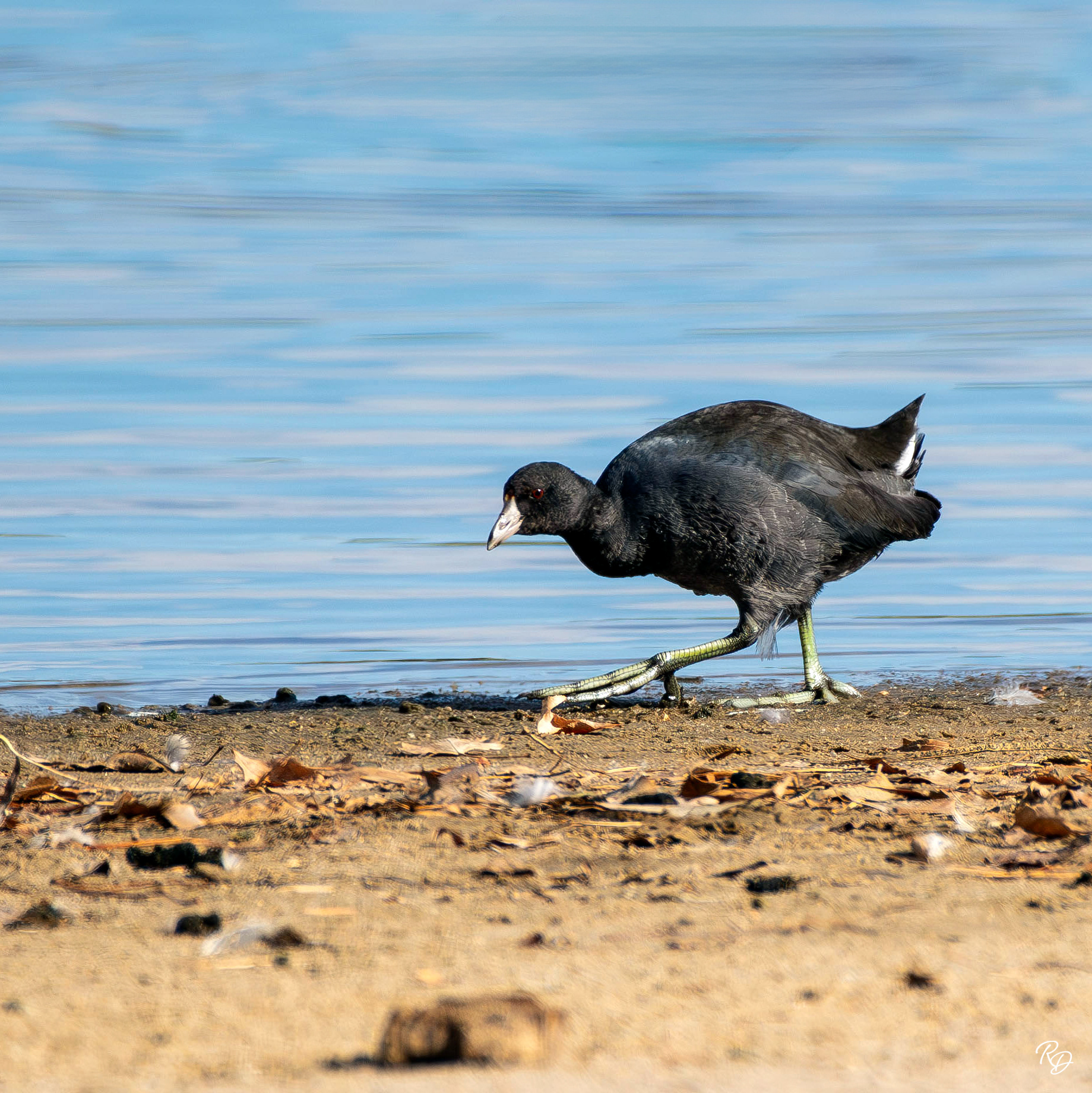 American Coot by shoreline